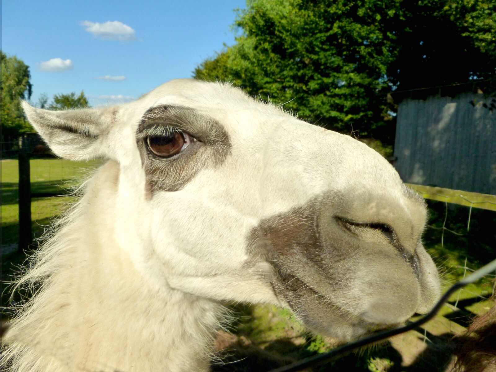 Panasonic DMC-FS37 sample photo. Alpaca, wool, mammal photography