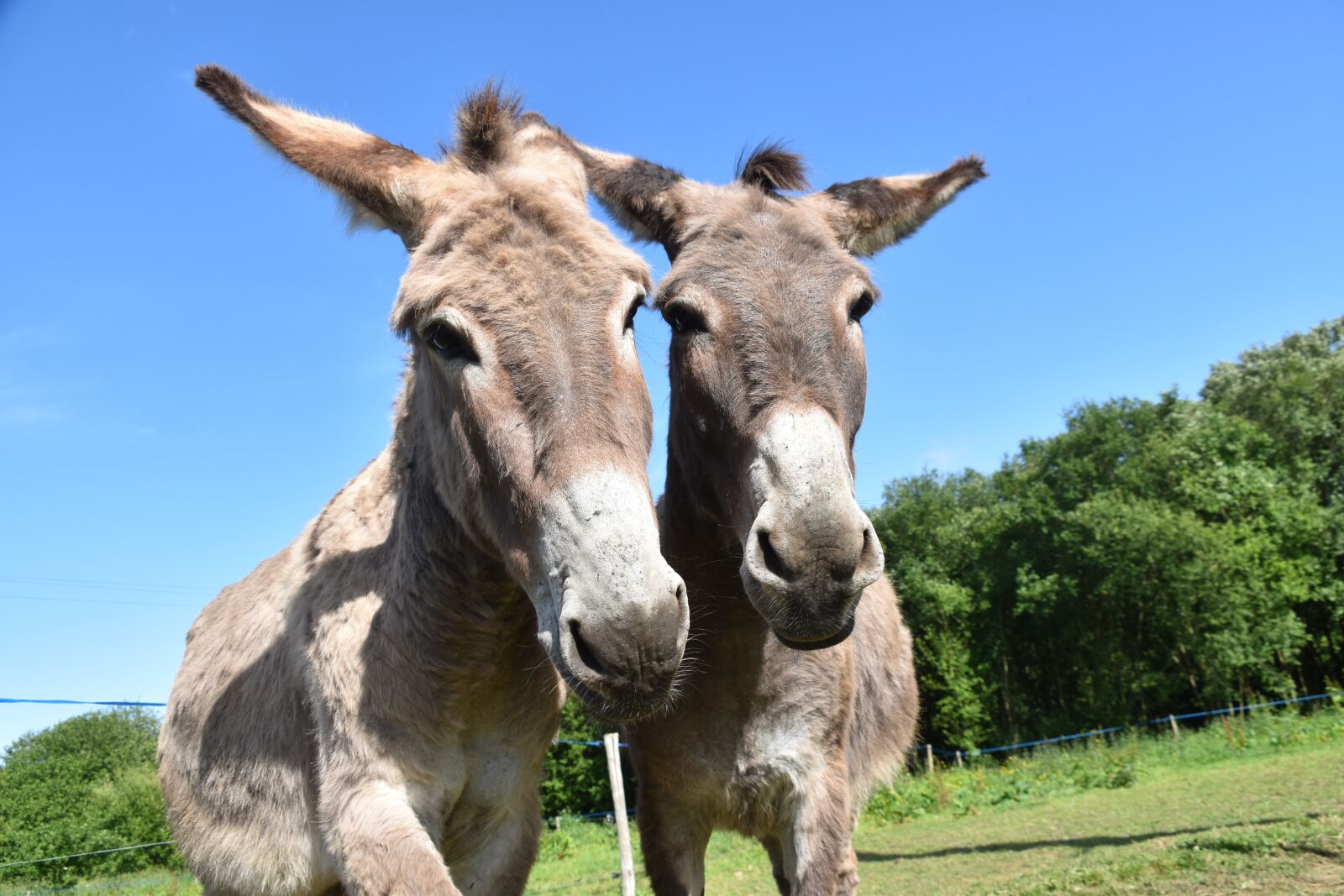 Nikon D5600 sample photo. Donkeys, donkeys of contentin photography
