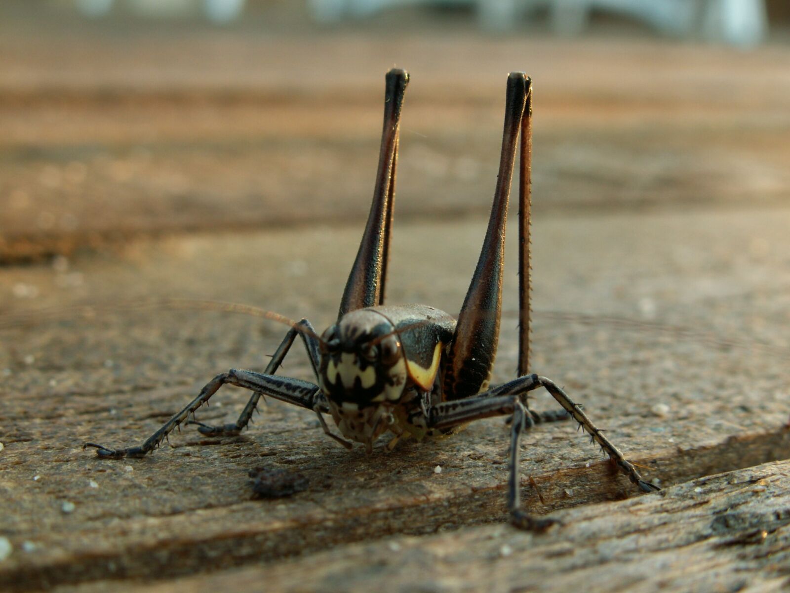 KONICA MINOLTA DiMAGE Z5 sample photo. Grasshopper, bridge, insect photography