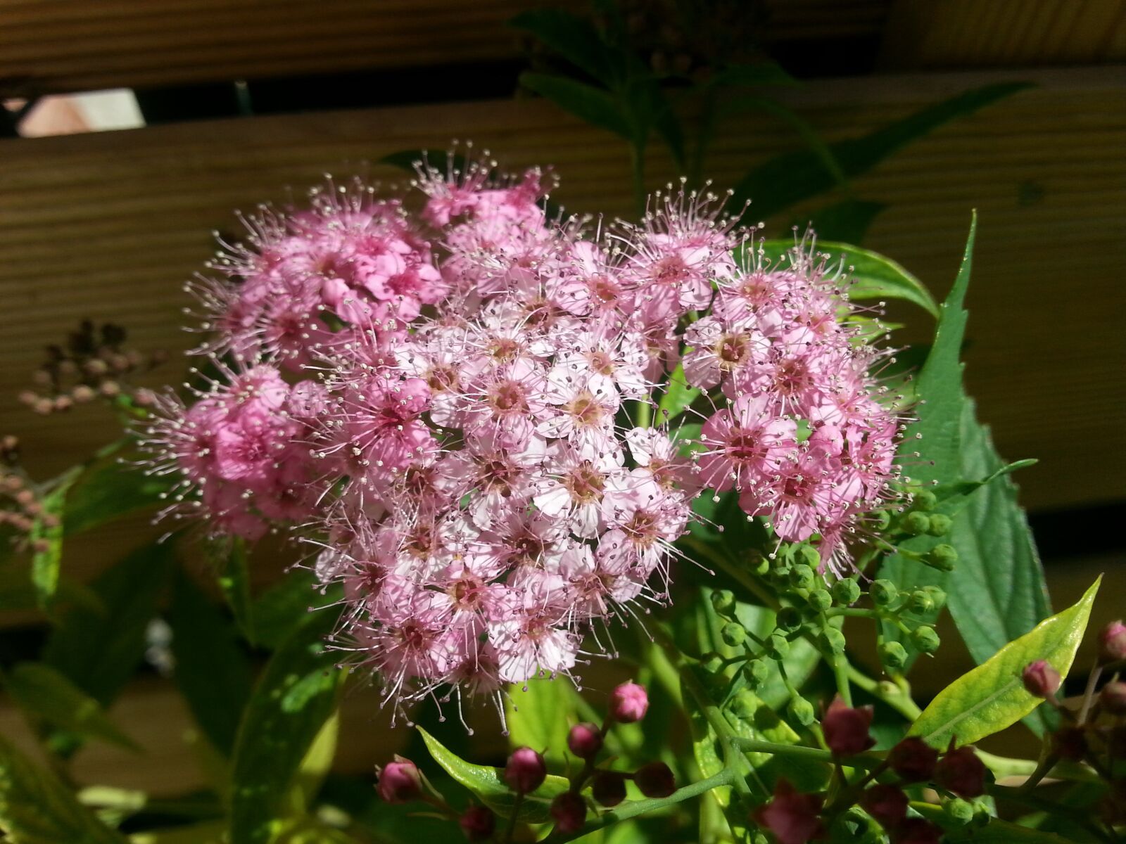 Samsung Galaxy S3 sample photo. Summer flowers, pink flower photography
