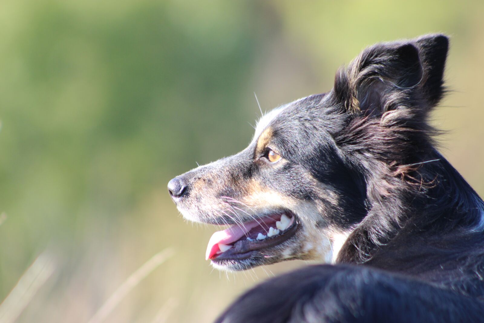 Canon EOS 600D (Rebel EOS T3i / EOS Kiss X5) sample photo. Boarder collie, collie, dog photography