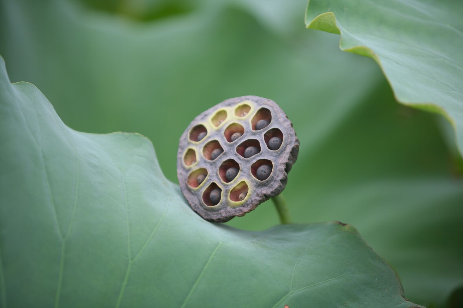 Canon EOS 5D sample photo. Plants, nature, close photography