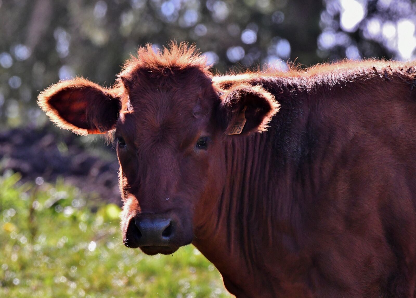 Nikon D500 sample photo. Cow, mammal, herkauwer photography