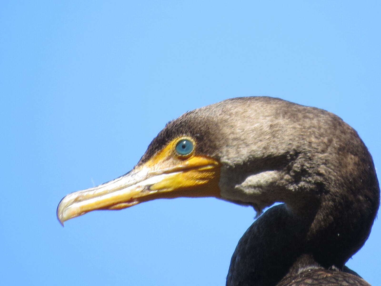 Canon PowerShot SX50 HS sample photo. Bird, waterbirds, wildlife photography