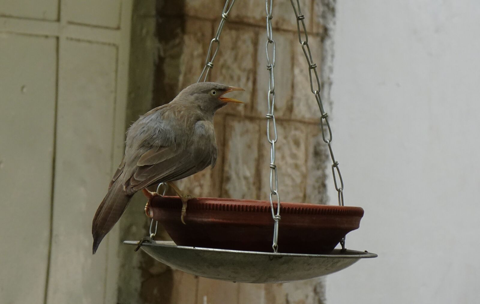 Sony DSC-WX800 sample photo. Bird, babbler, jungle babbler photography