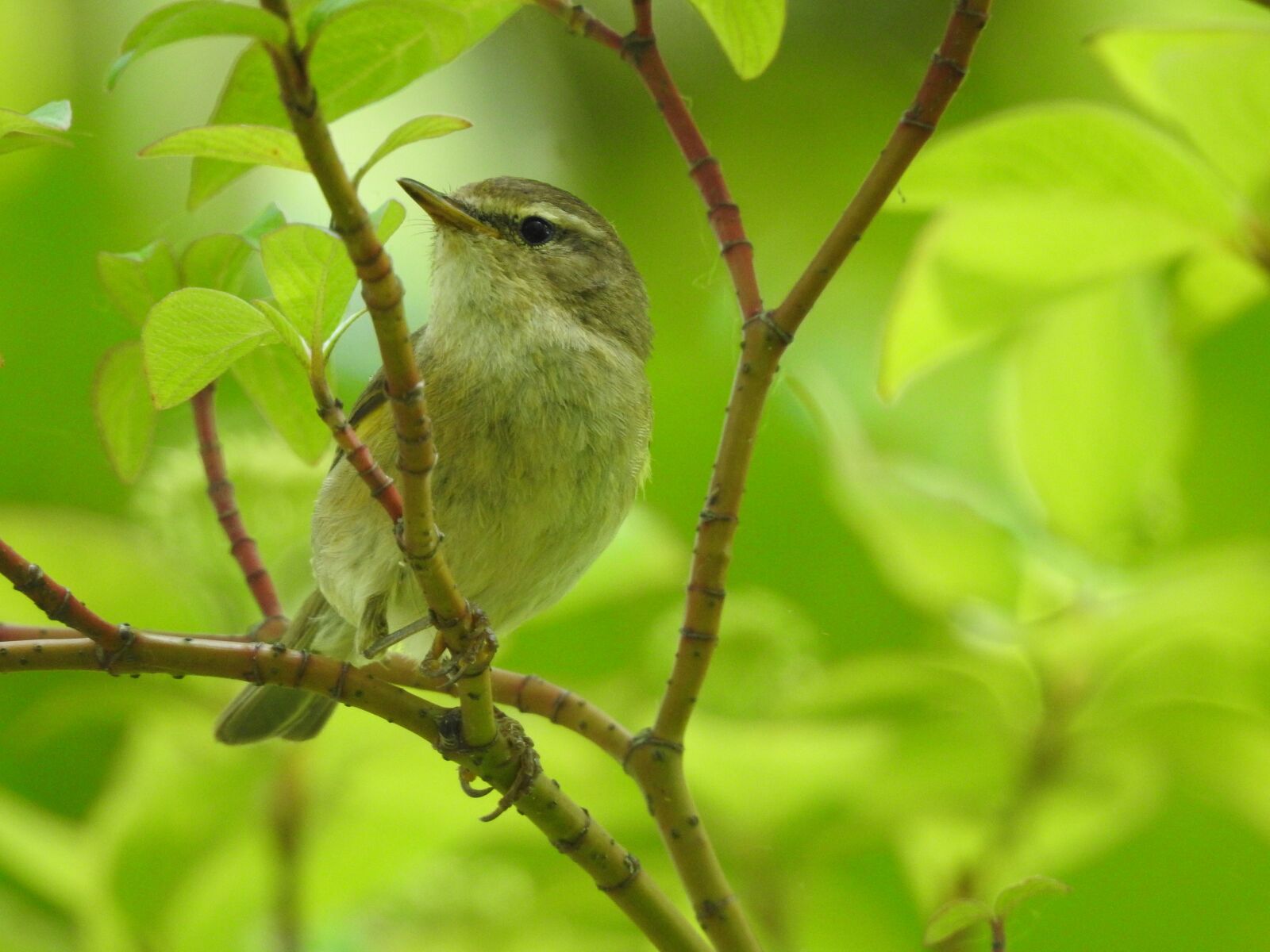 Nikon Coolpix P900 sample photo. Songbird, willow warbler, bird photography