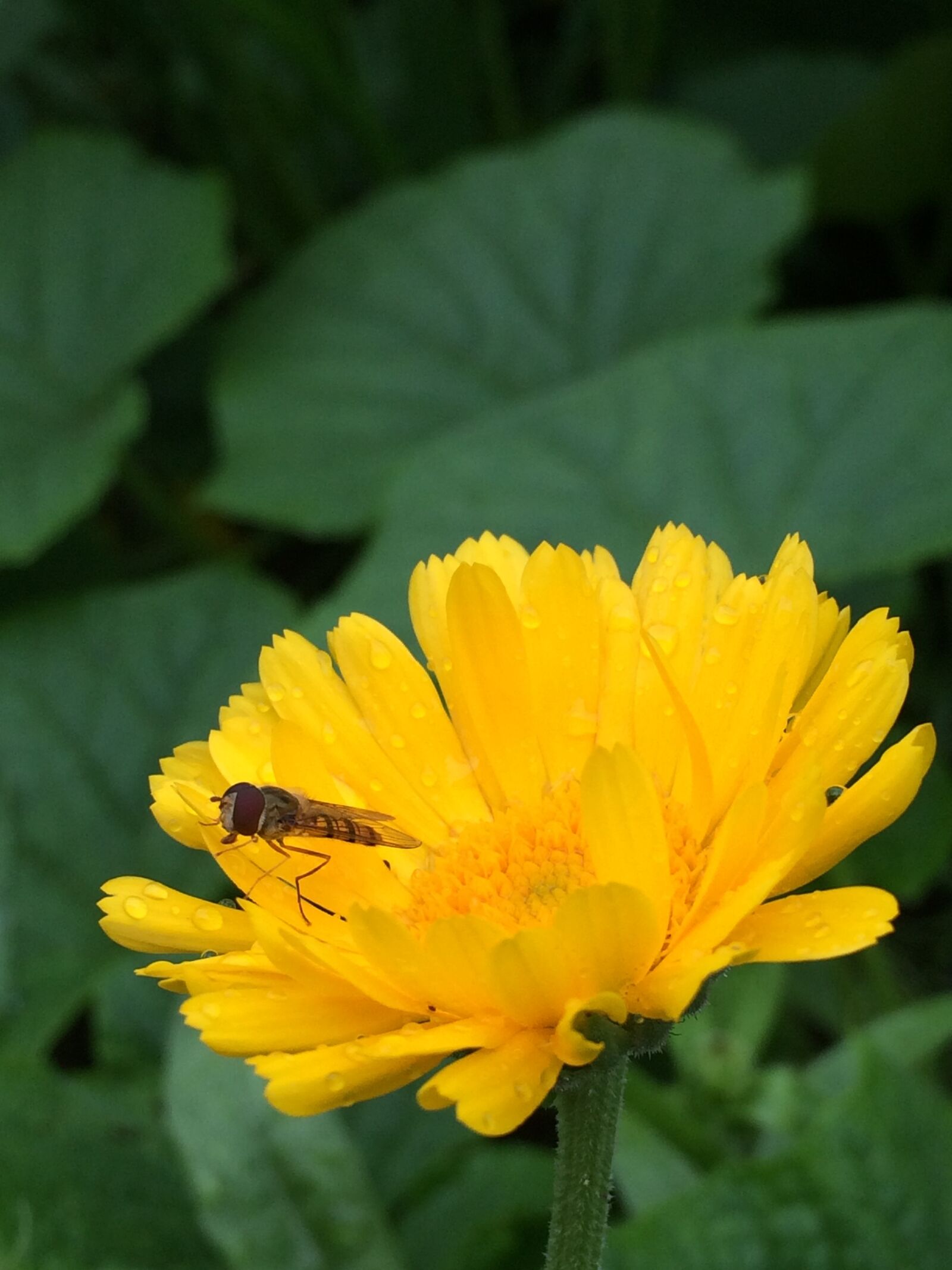 iPhone 5s back camera 4.15mm f/2.2 sample photo. Green, yellow, nature photography