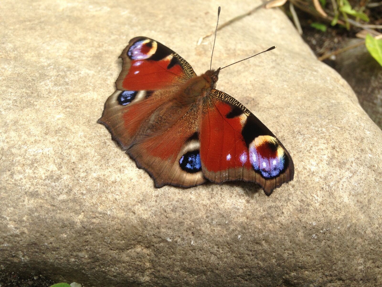 iPhone 5 back camera 4.12mm f/2.4 sample photo. Peacock butterfly, butterfly, butterflies photography