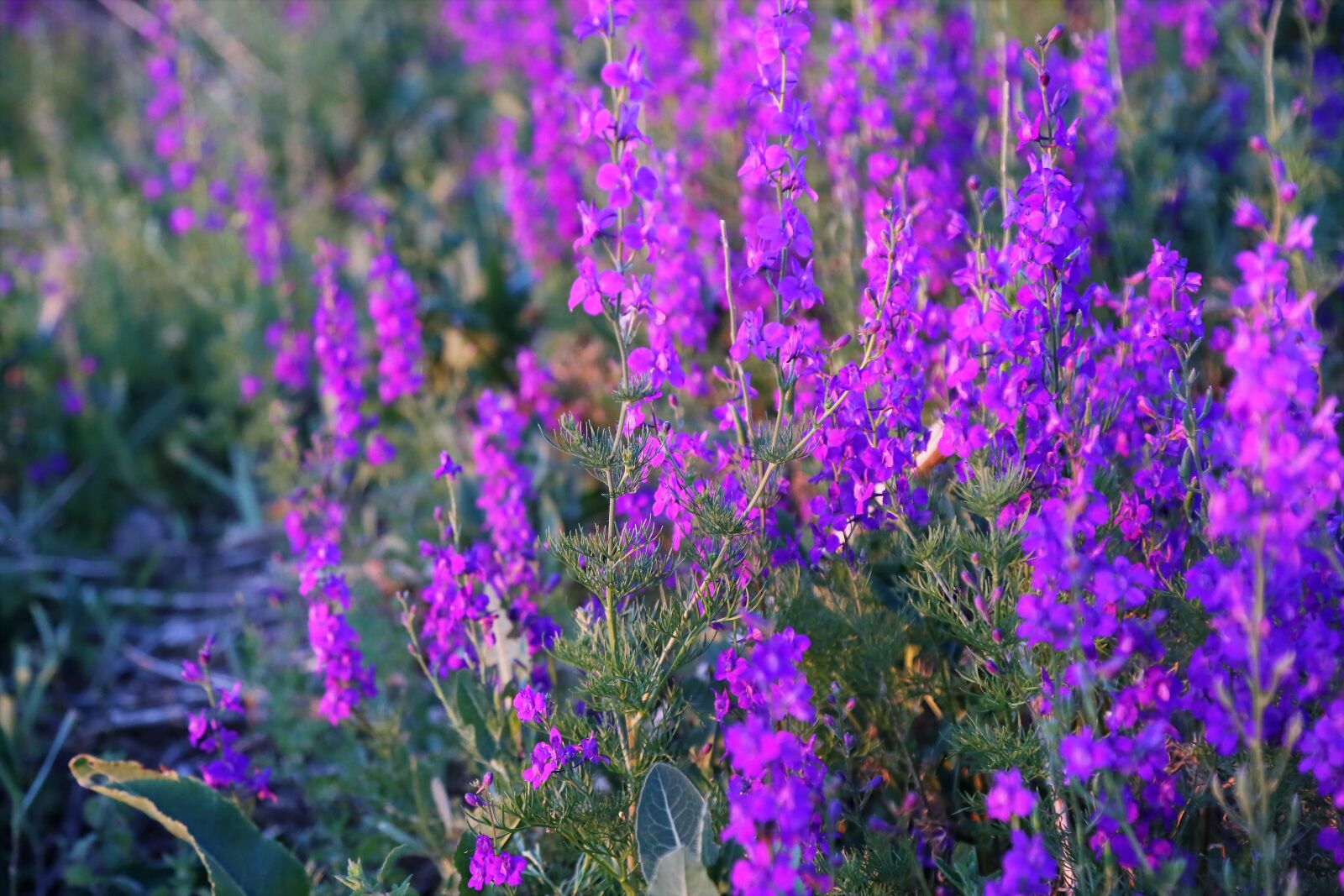 Canon EF 24-105mm F4L IS USM sample photo. Flowers, herbs, plant photography