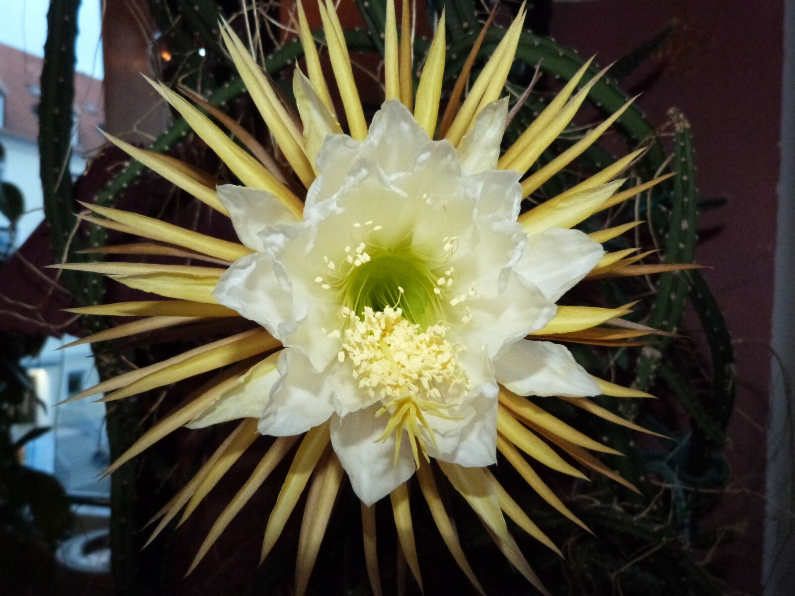 Panasonic Lumix DMC-FZ47 (Lumix DMC-FZ48) sample photo. Cactus flower, close up photography