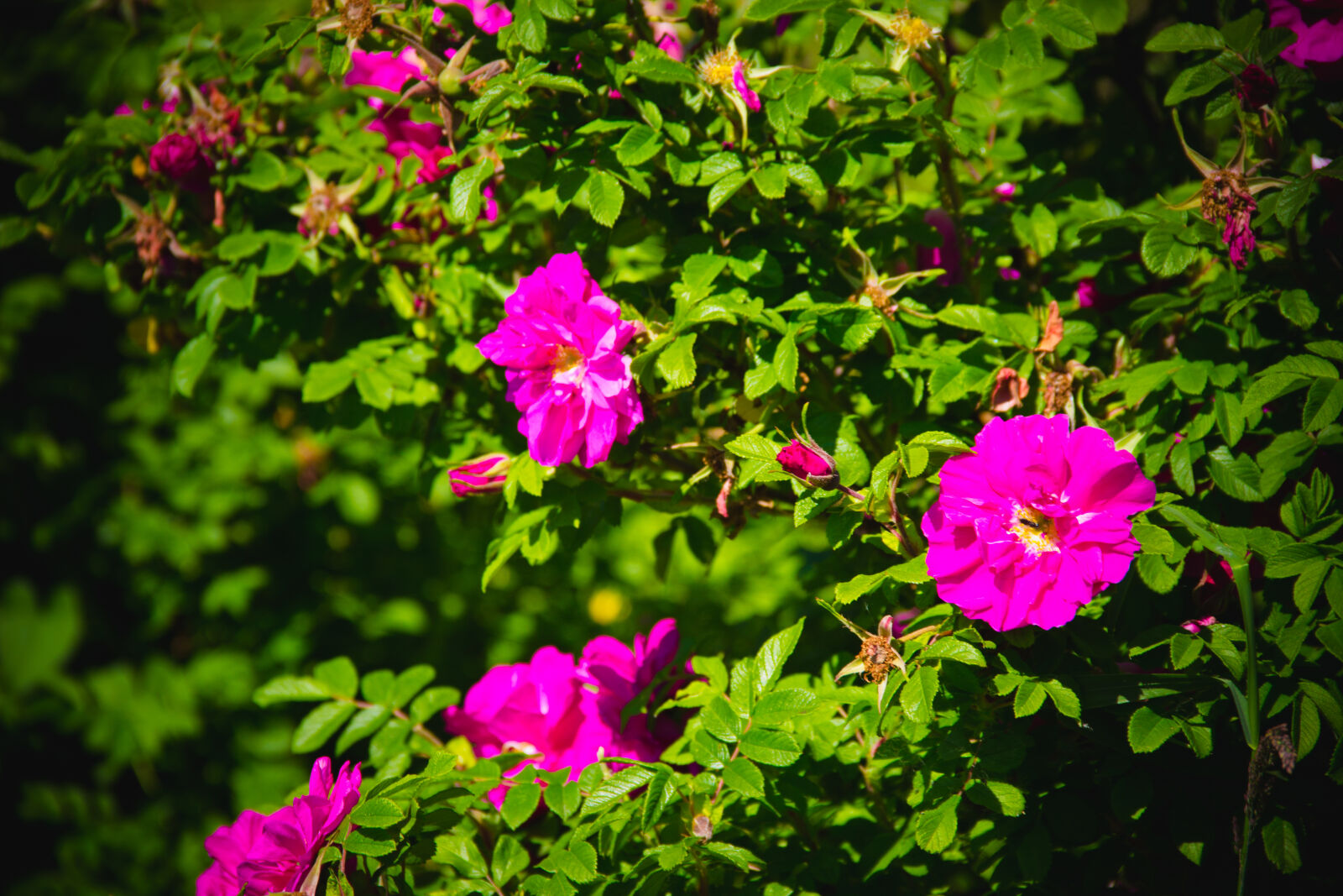 Canon EOS 600D (Rebel EOS T3i / EOS Kiss X5) sample photo. Flower, leaves, nature, rose photography