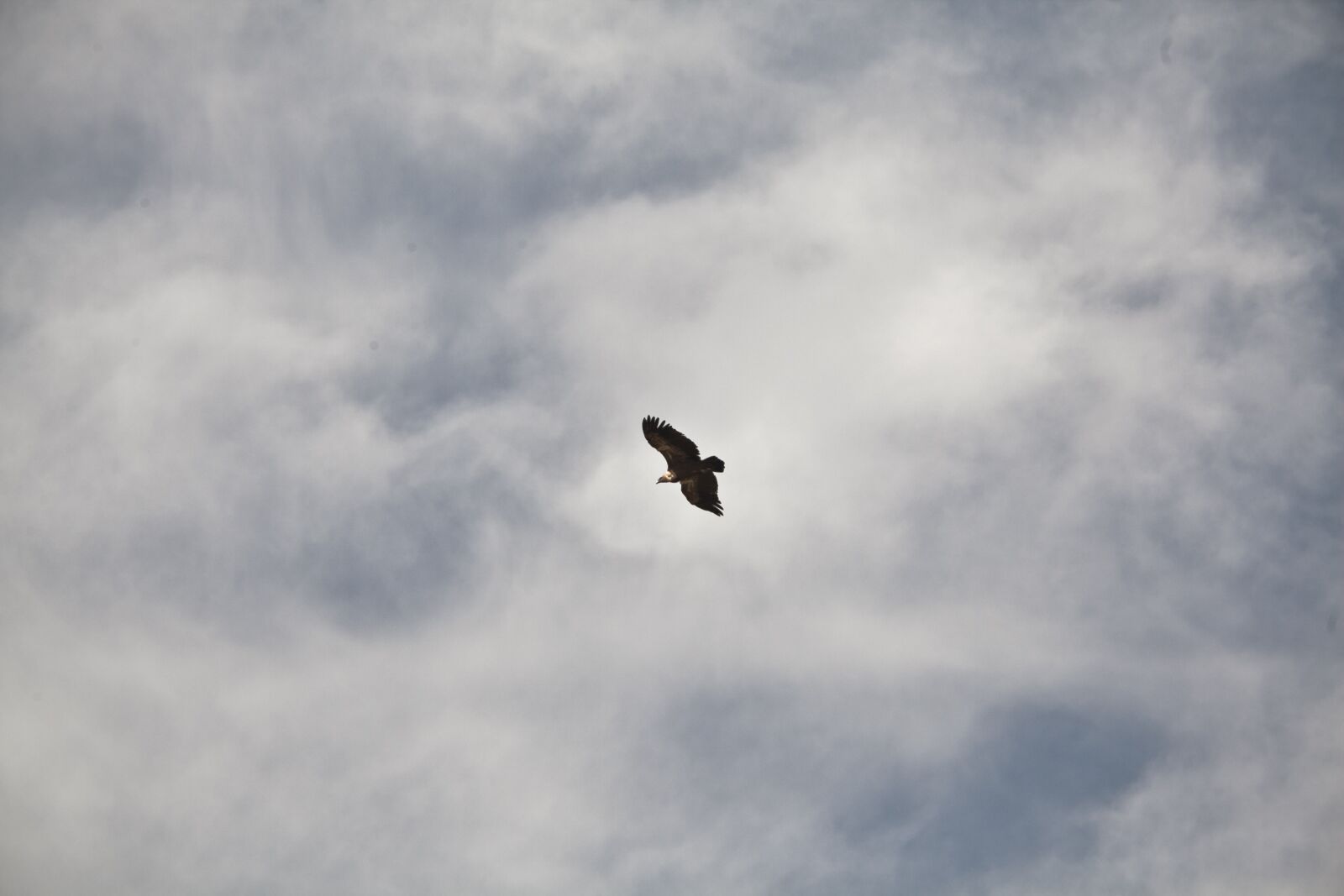 Canon EF 70-200mm F2.8L USM sample photo. Eagle, raptor, bird of photography