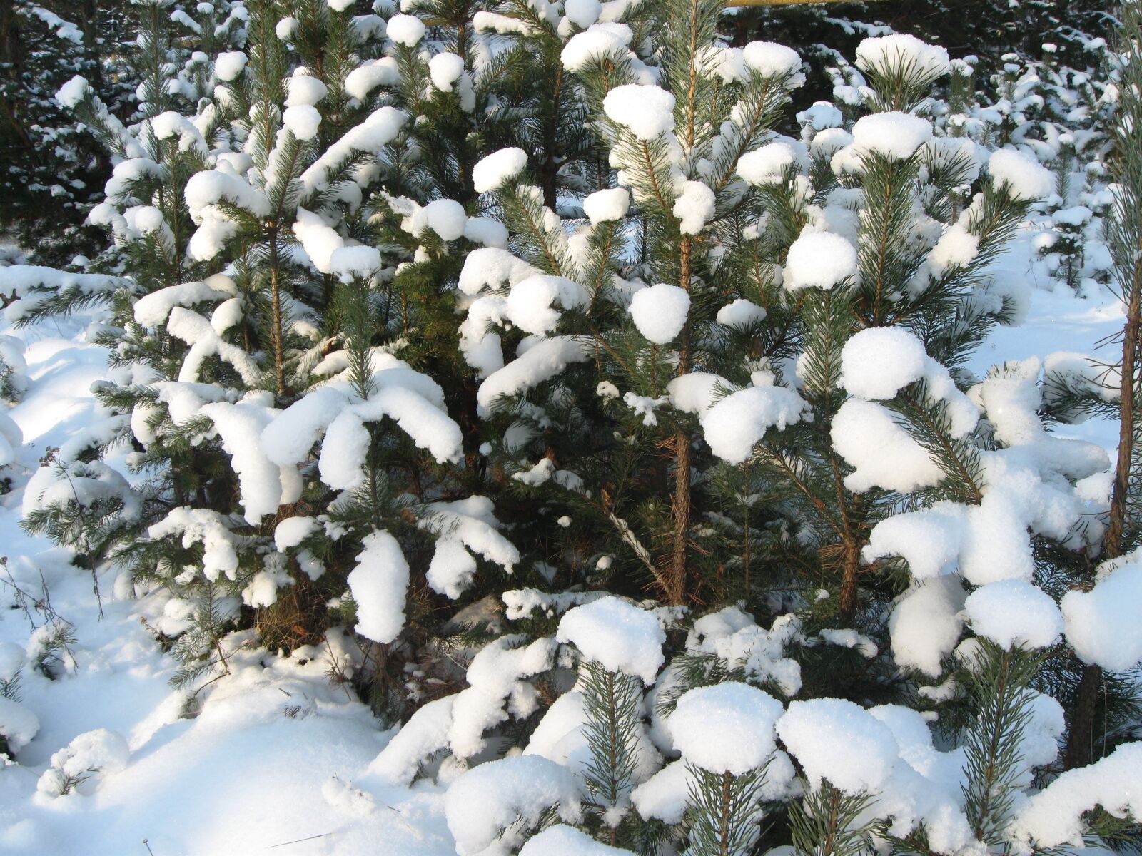 Canon PowerShot A590 IS sample photo. Winter, nature, forest photography