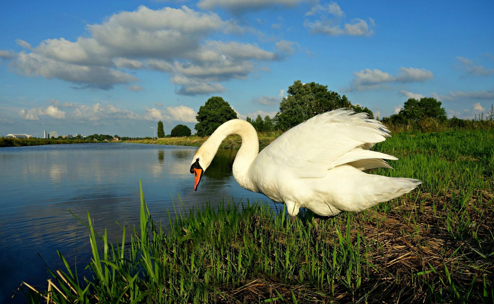 Sony Cyber-shot DSC-RX100 sample photo. Swan, bird, waterbird photography