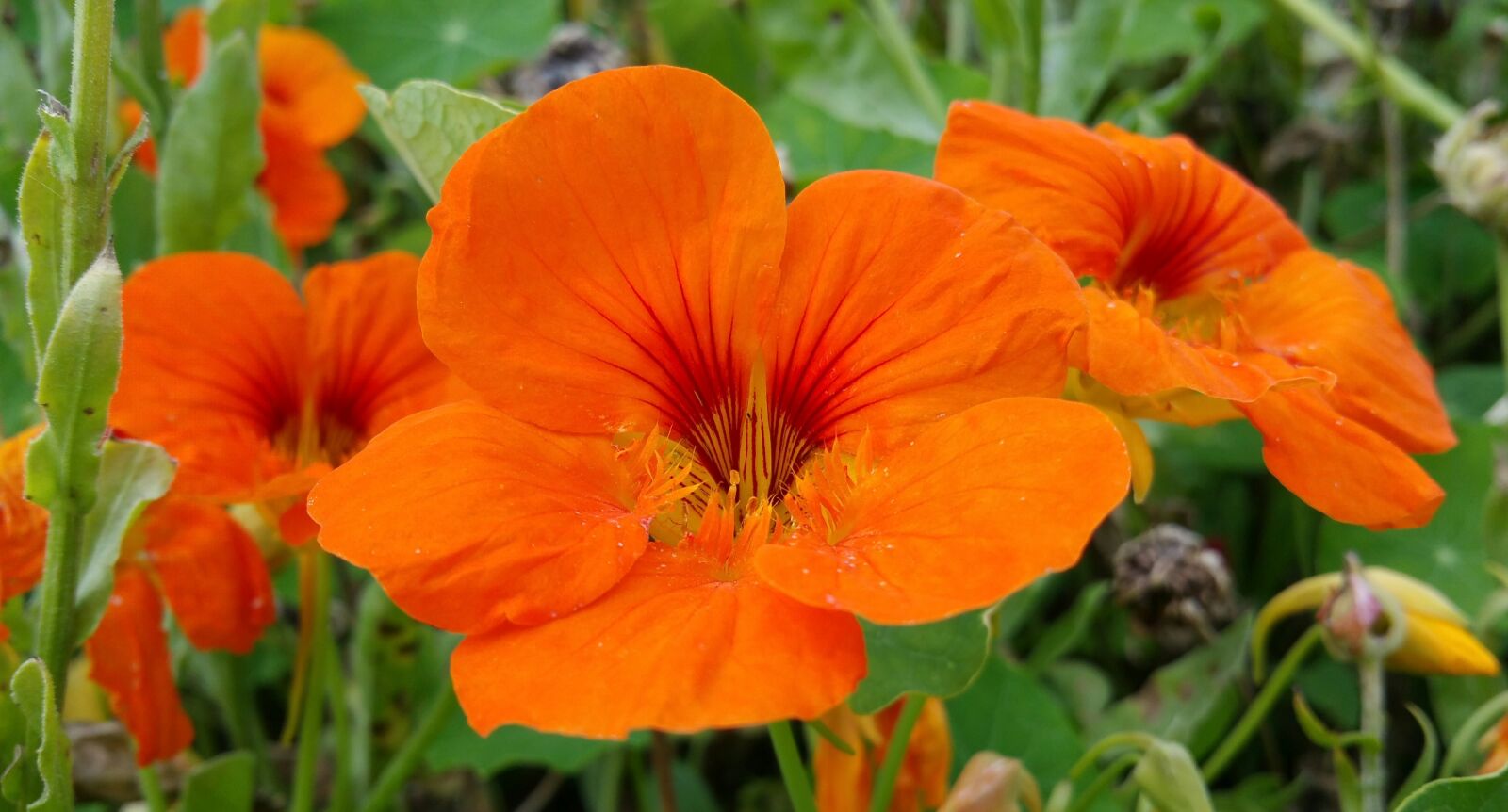 Samsung Galaxy Note4 sample photo. Flower, fauna, garden flower photography