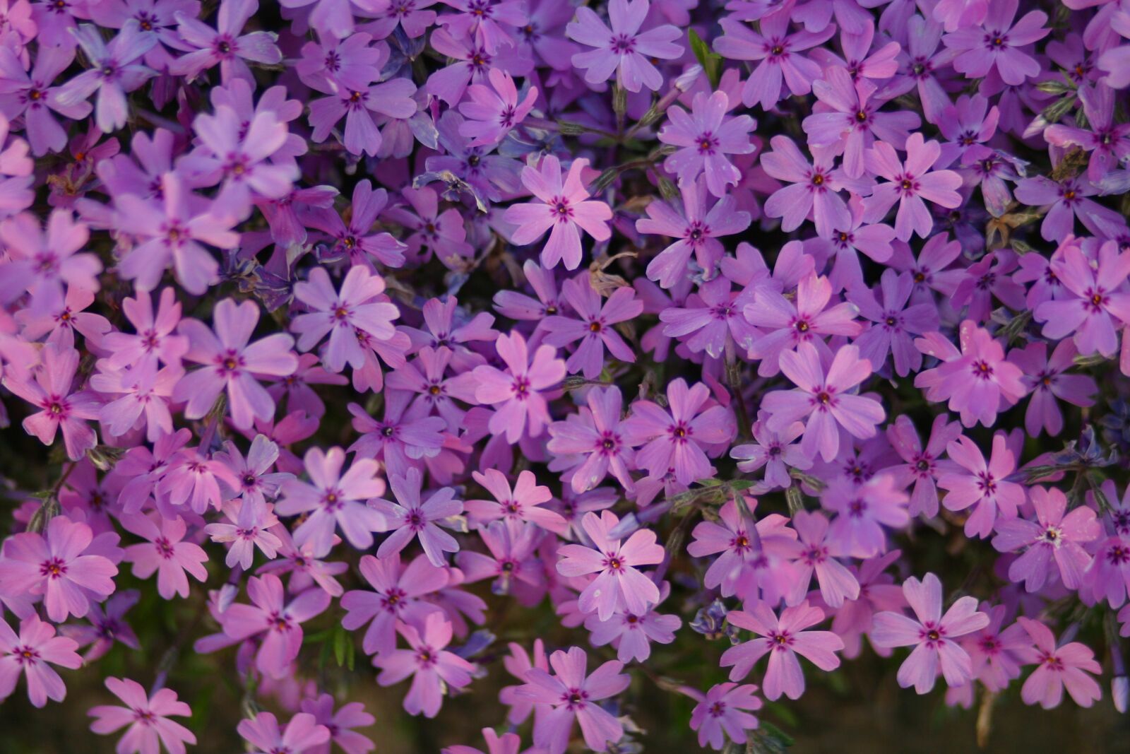 Canon EOS D60 sample photo. Phlox, flowers, plant photography