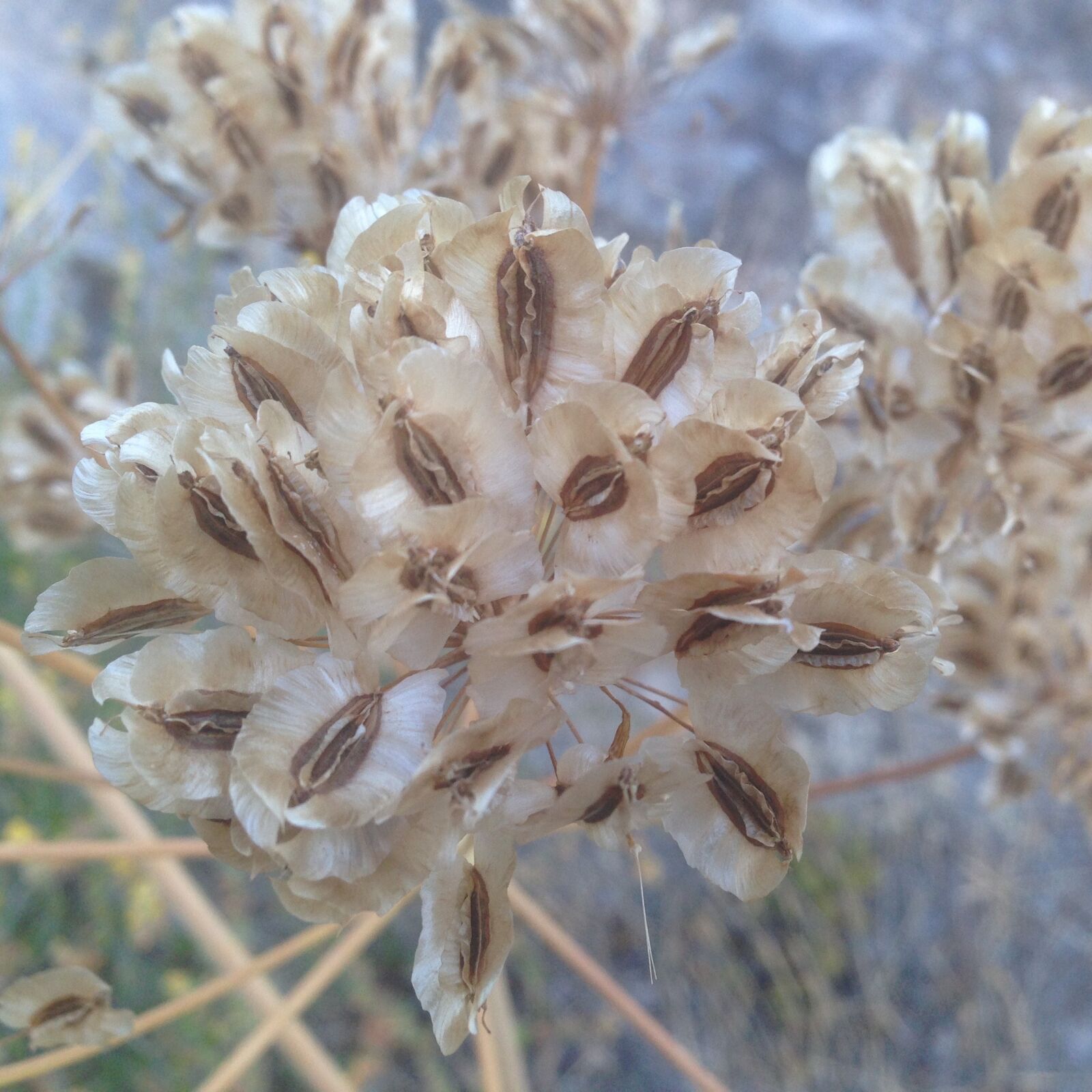 iPhone 5 back camera 4.12mm f/2.4 sample photo. Flower, nature, plant photography