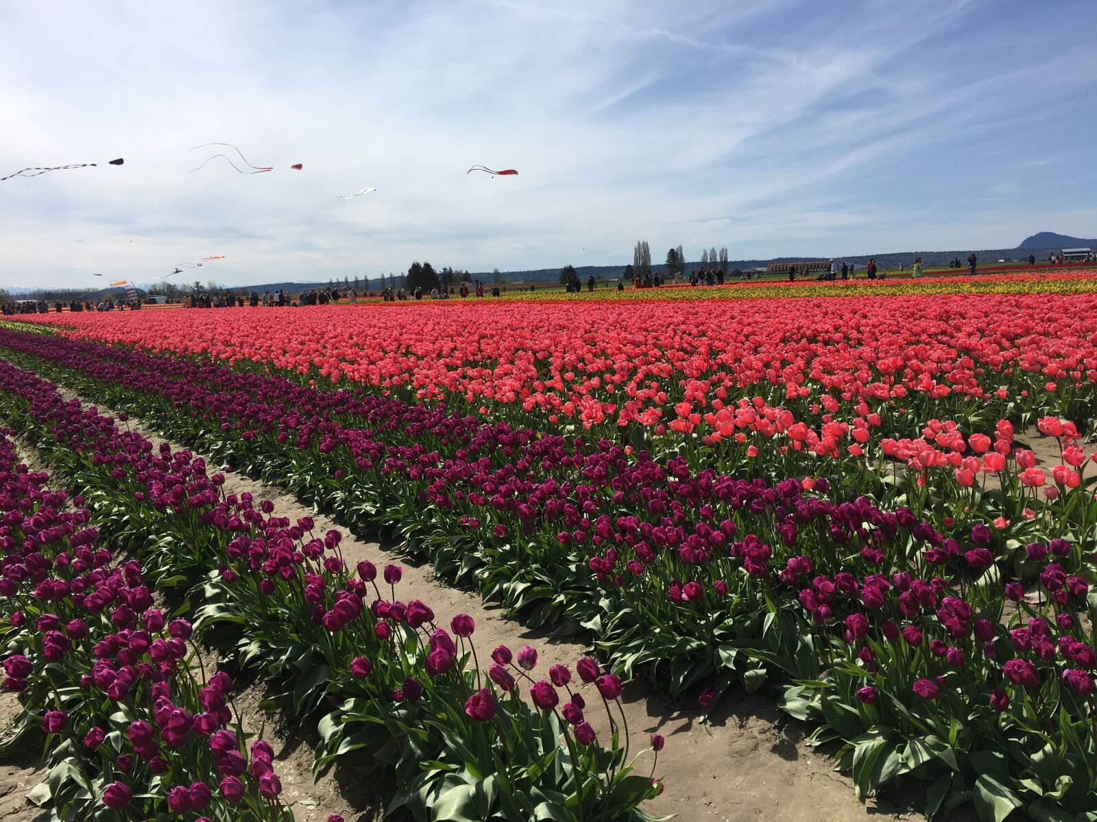 Apple iPhone 6s sample photo. Red, tulips, tulip town photography