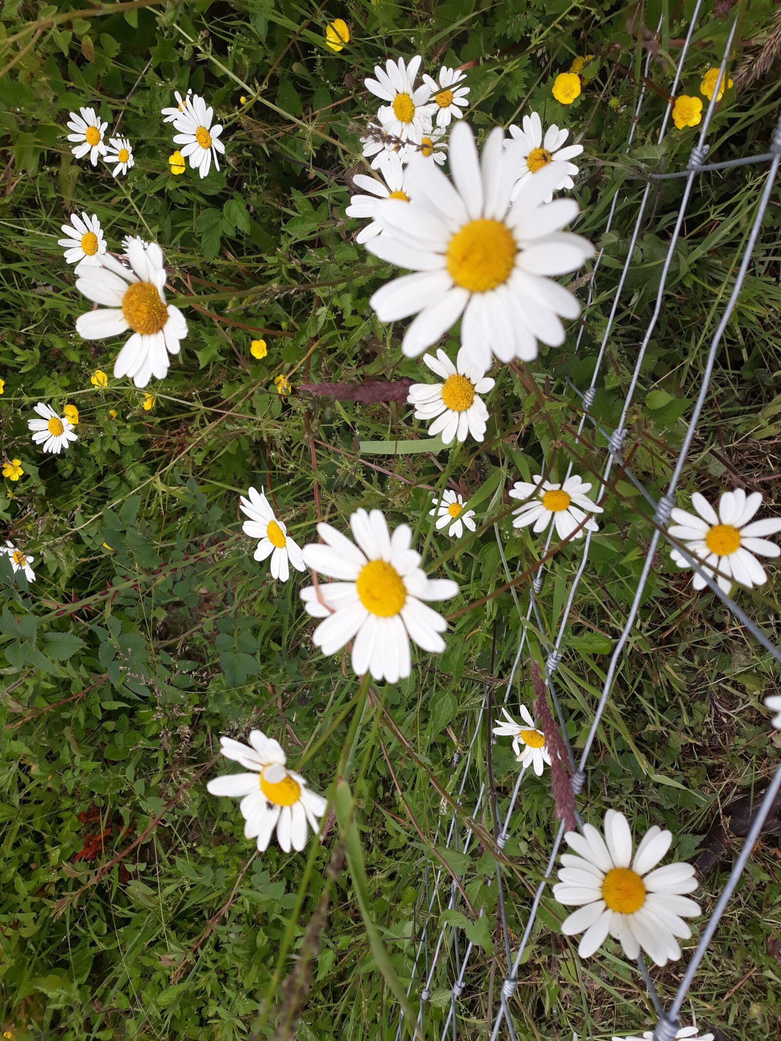 Samsung Galaxy J5 sample photo. Daisies, floral, wildflowers photography