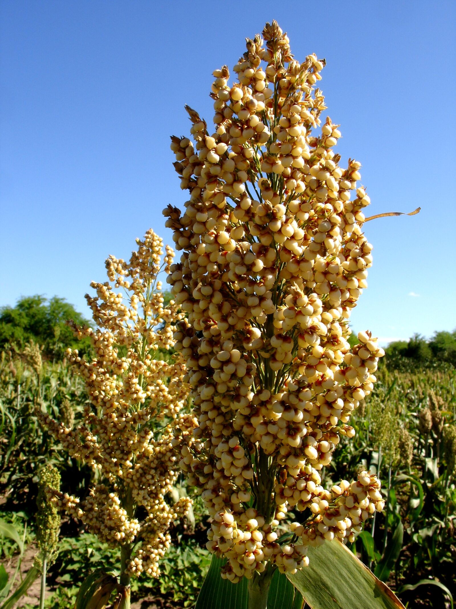 Sony DSC-V3 sample photo. Lush, ripe, head, sorghum photography