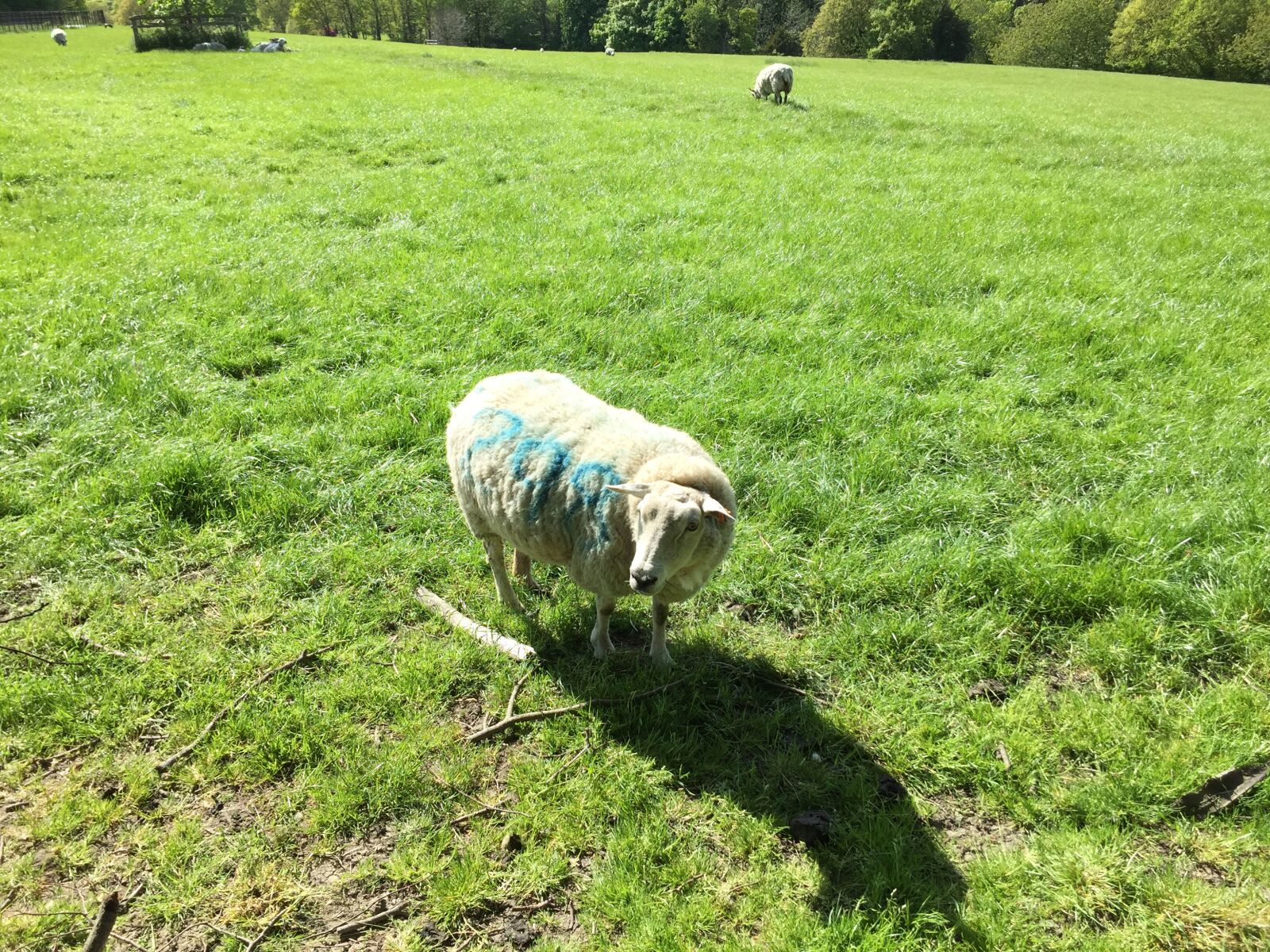 Apple iPhone 6 sample photo. Graves park, sheep, sheffield photography