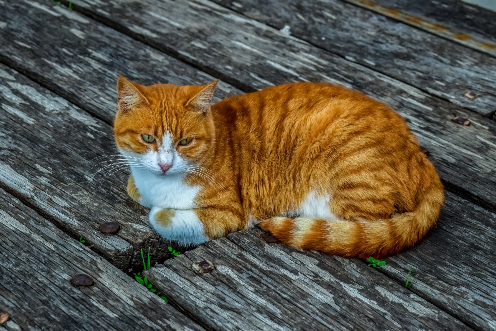 Nikon D3300 sample photo. Cat, animal, stray photography