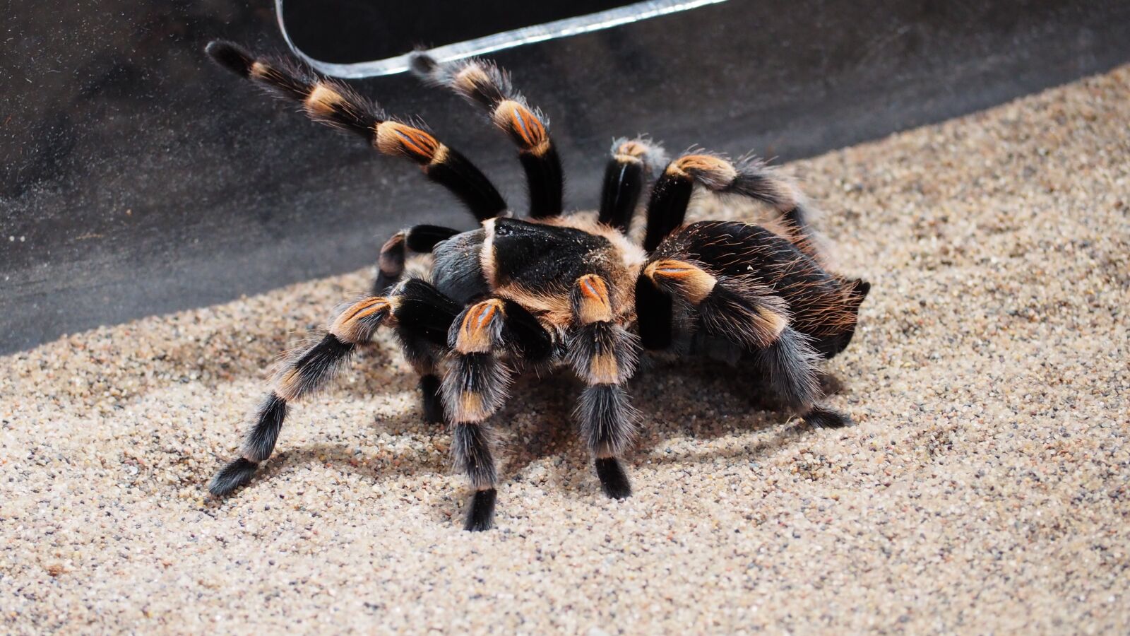 Olympus OM-D E-M10 II sample photo. Tarantula, spider, animal photography