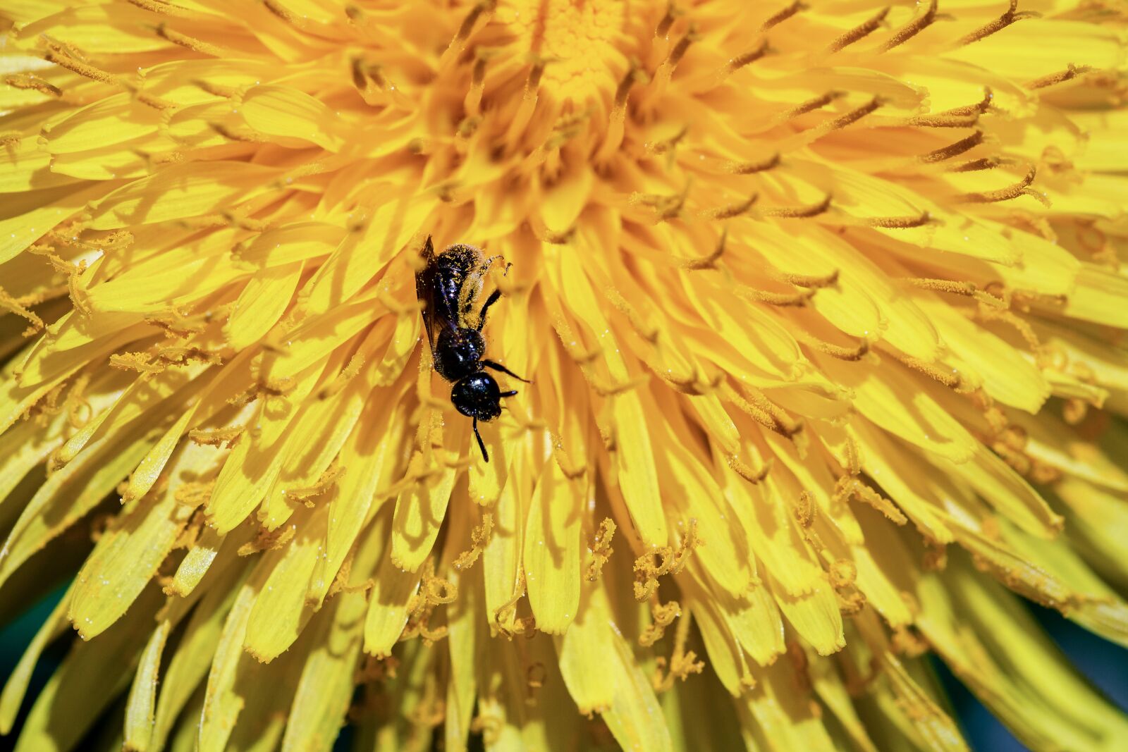 Canon EOS 750D (EOS Rebel T6i / EOS Kiss X8i) sample photo. Ant, black ant, formicidae photography