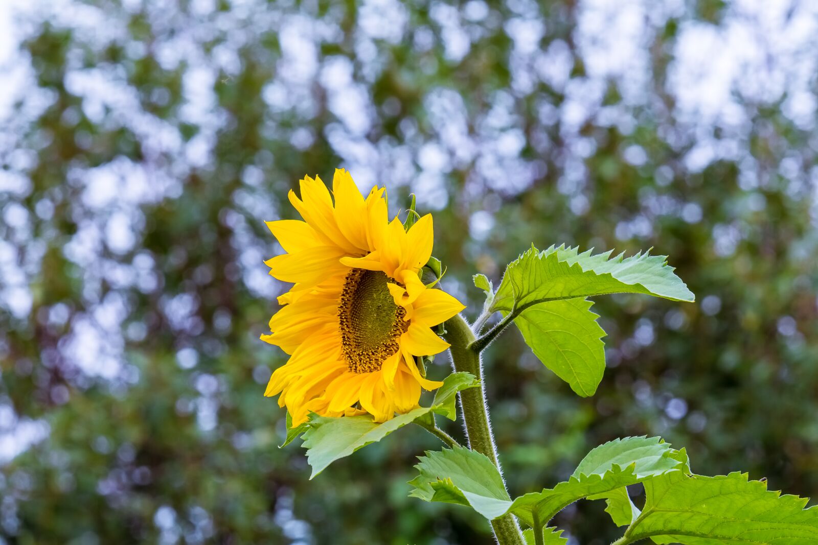 Nikon D7200 sample photo. Sunflower, flower, summer photography
