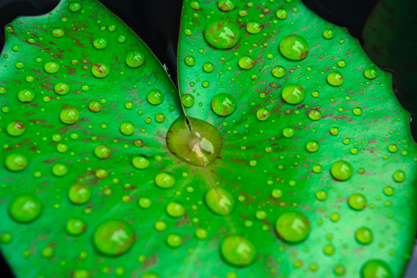 Nikon D5200 sample photo. Lotus leaf, green, leaf photography