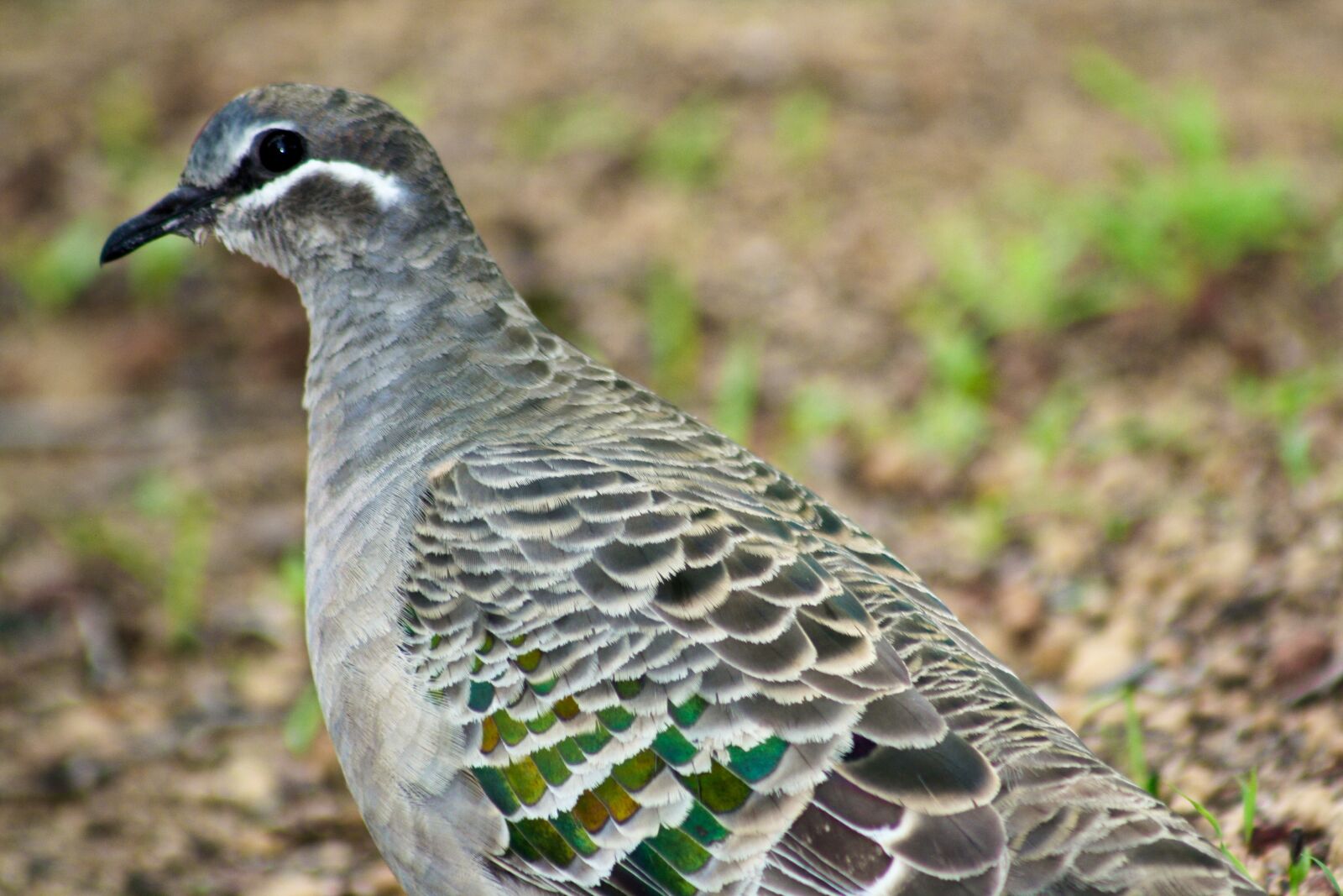 Canon EOS 1000D (EOS Digital Rebel XS / EOS Kiss F) sample photo. Common bronzewing pigeon, female photography