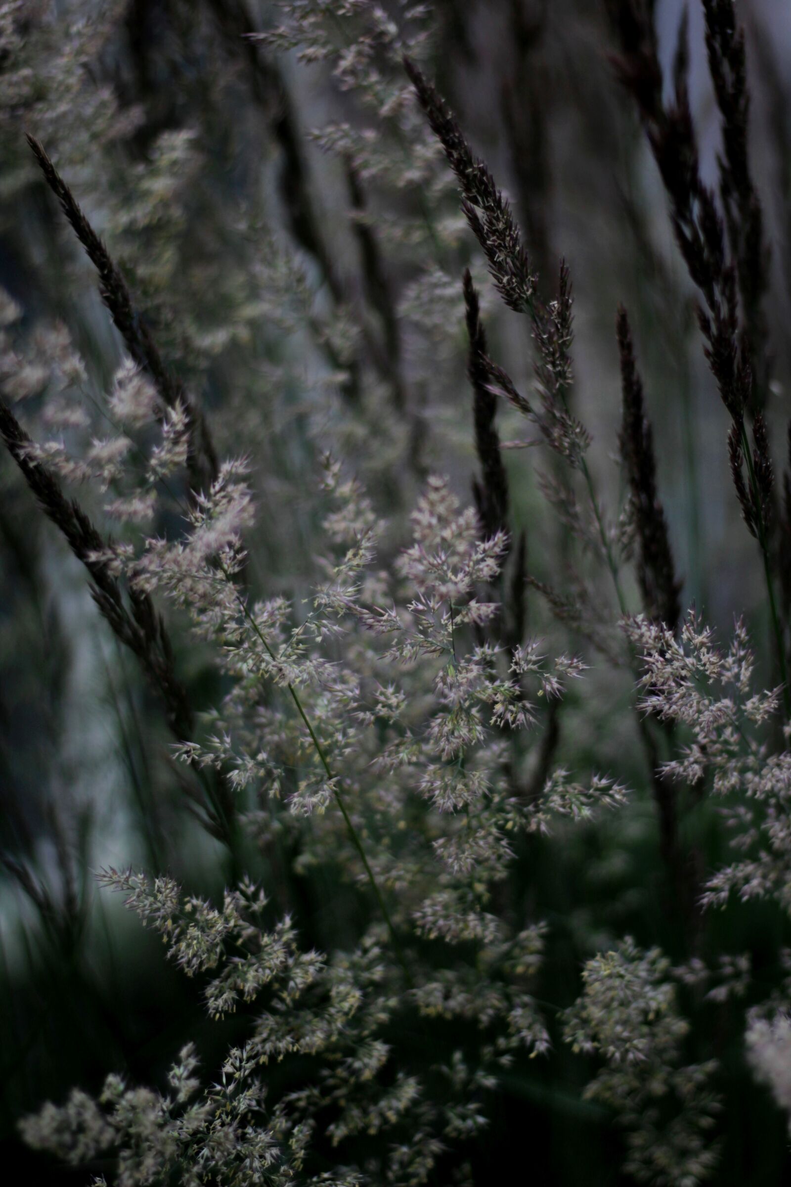 Canon EOS 600D (Rebel EOS T3i / EOS Kiss X5) sample photo. Calamagrostis, ornamental grass, flowering photography