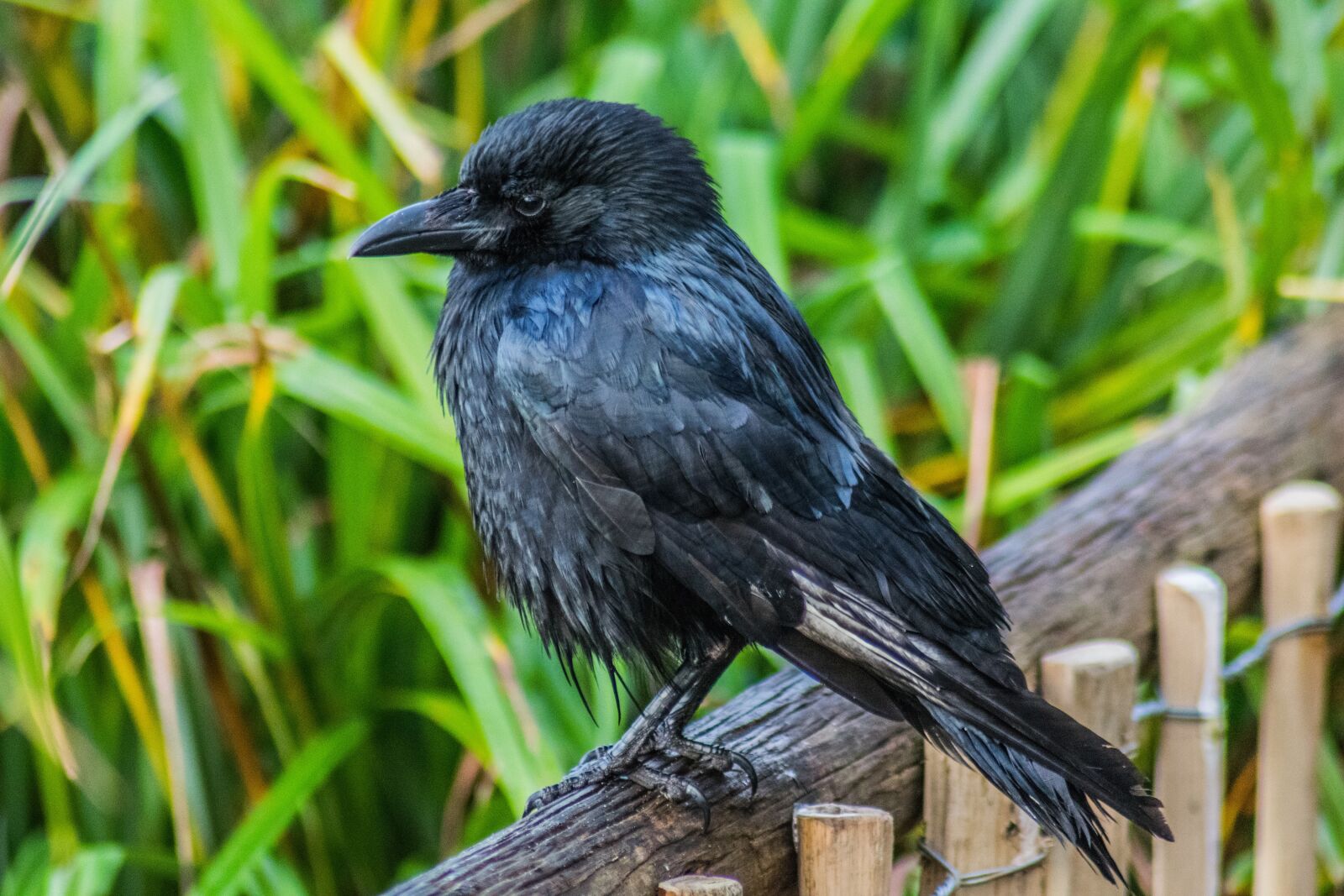 Nikon D3300 sample photo. Bird, wildlife, nature photography