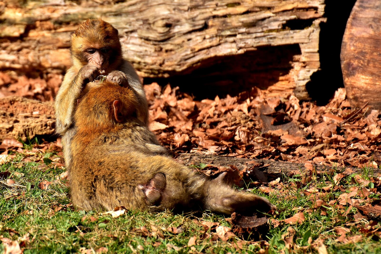 Nikon D7200 sample photo. Berber monkeys, play, cute photography