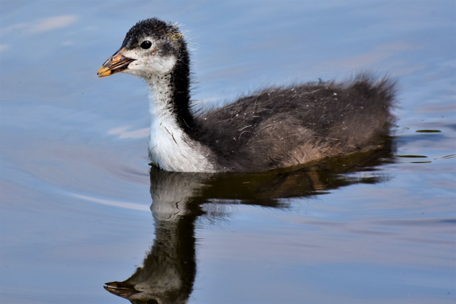 Nikon D7200 sample photo. Coot, duck, chicks photography