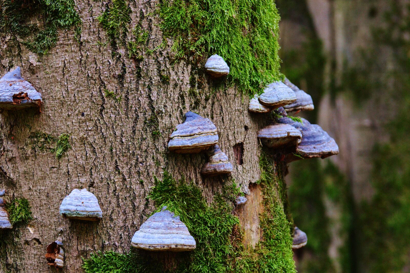 Nikon D3200 sample photo. Tree fungus, tree, mushroom photography