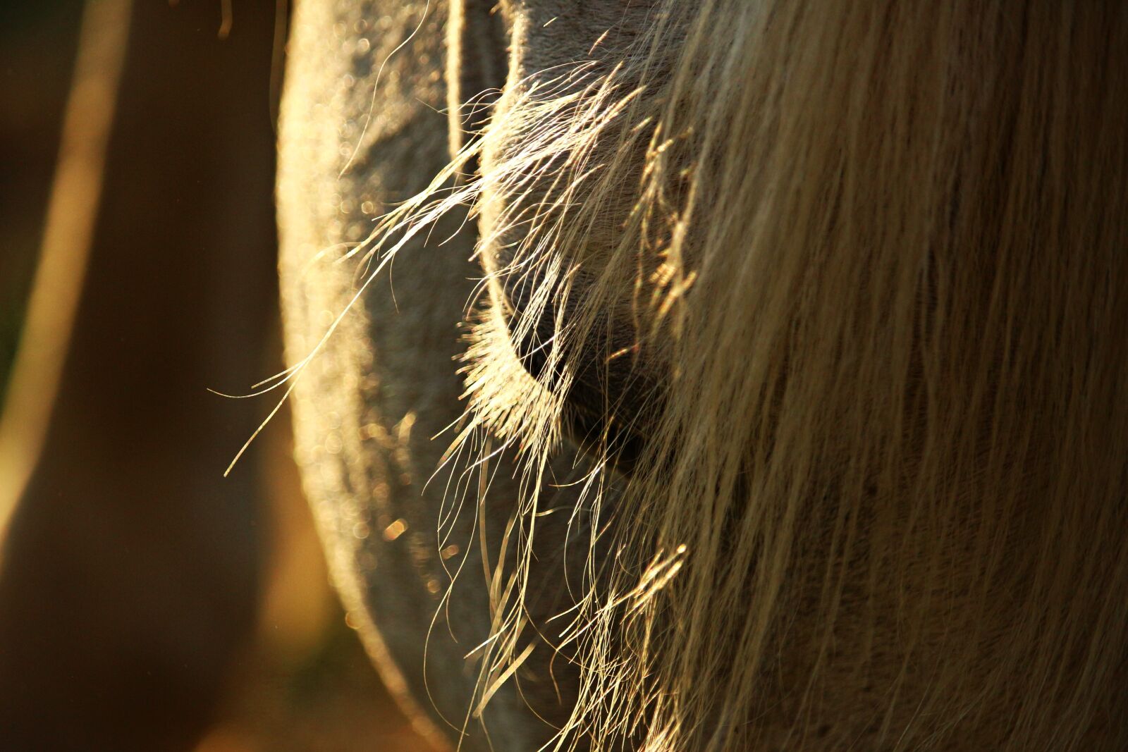 Canon EOS 100D (EOS Rebel SL1 / EOS Kiss X7) sample photo. Horse, mane, eye photography
