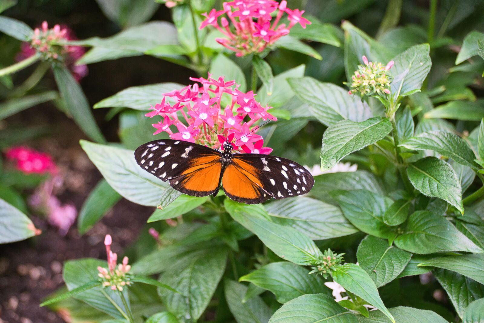 Sony ILCA-77M2 sample photo. Butterfly, monarch butterfly, insect photography