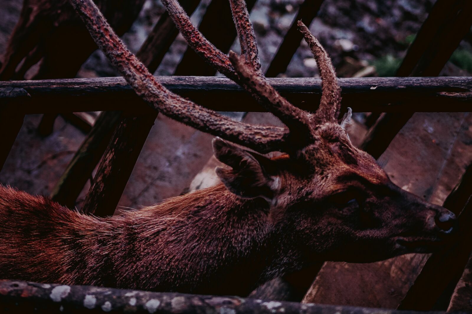 EF75-300mm f/4-5.6 sample photo. Deer, animal, animals photography