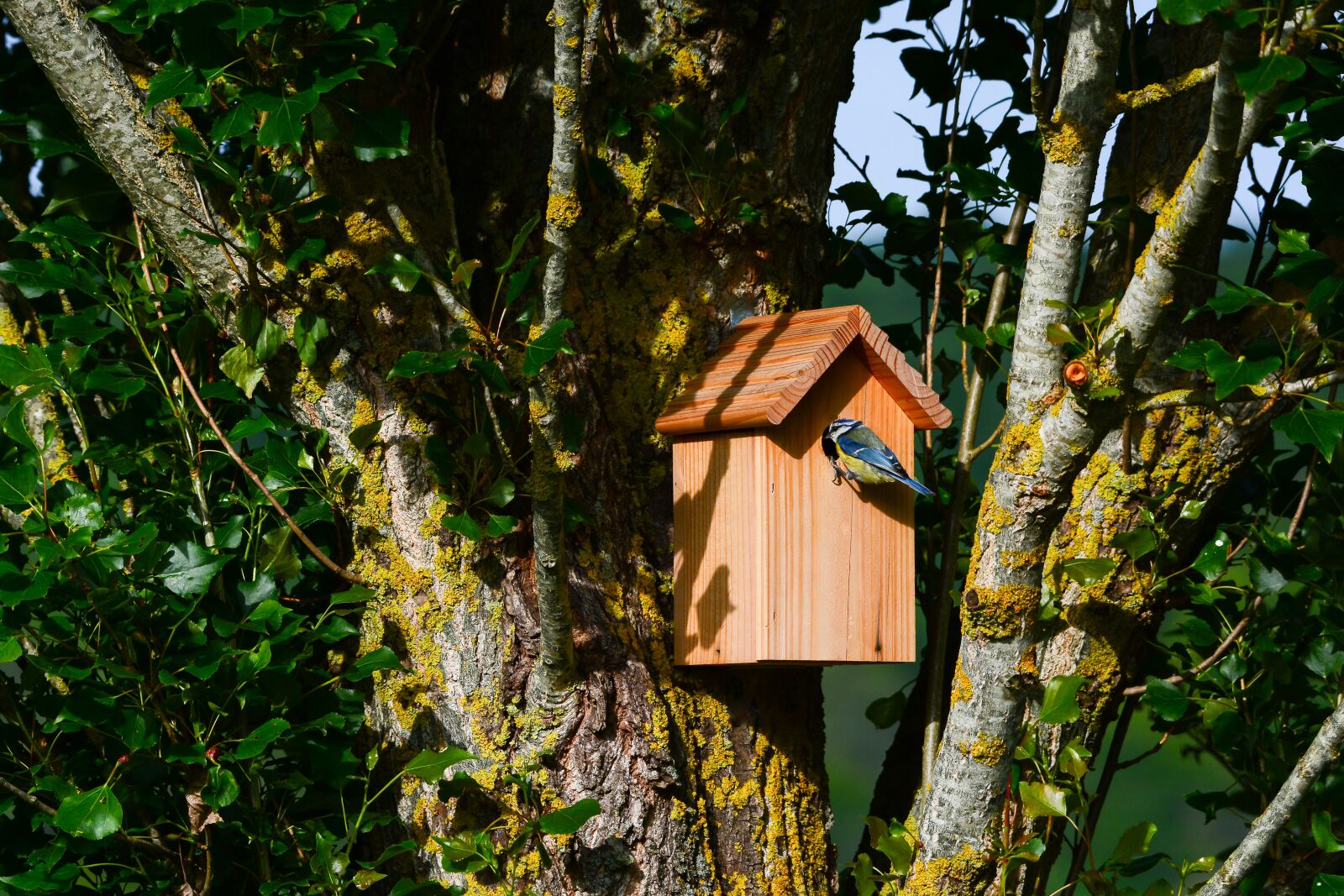 Nikon D7100 sample photo. Bird, blue tit, nest photography