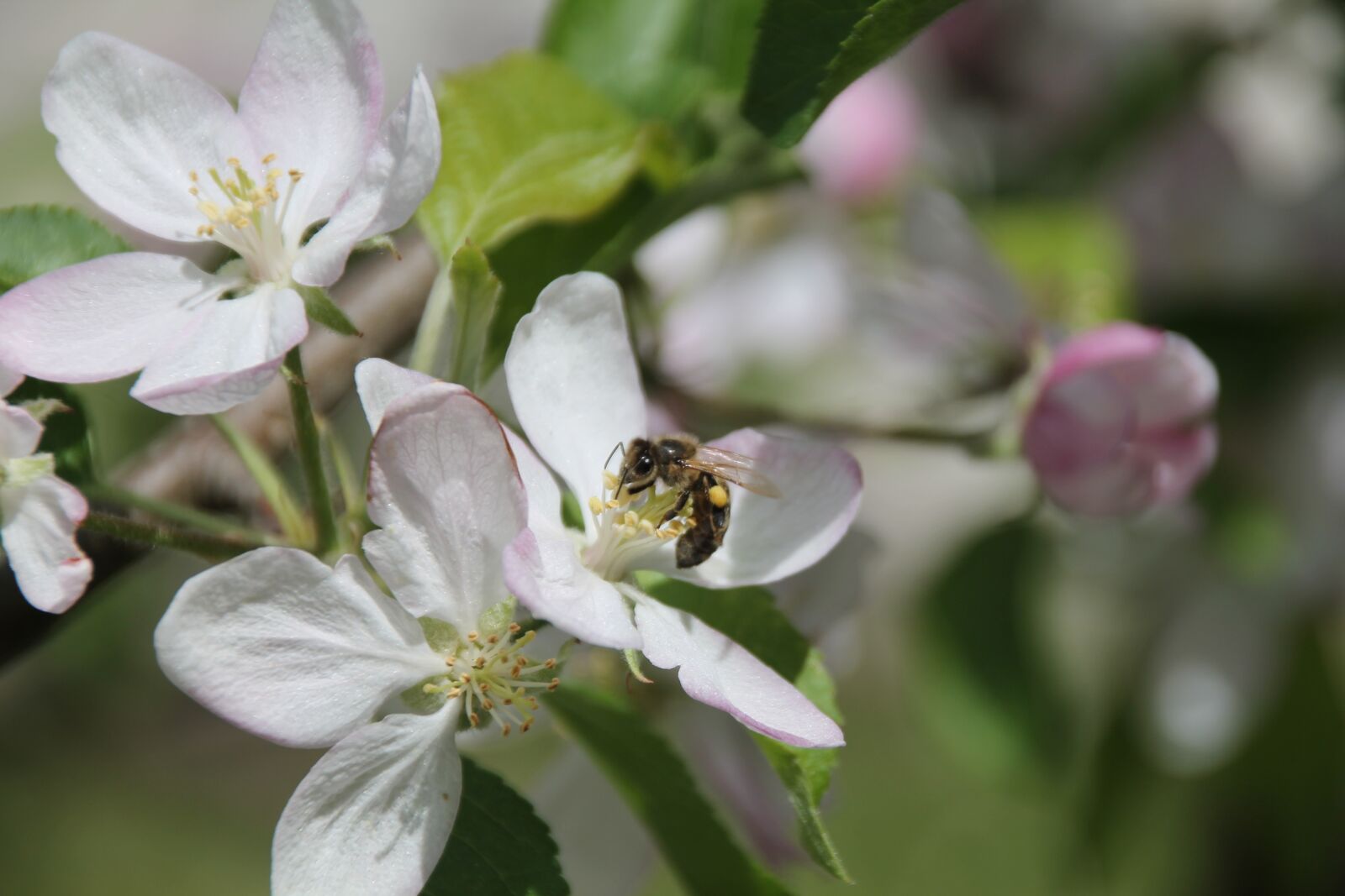 Canon EOS 1100D (EOS Rebel T3 / EOS Kiss X50) sample photo. Bee, apple blossom, apple photography