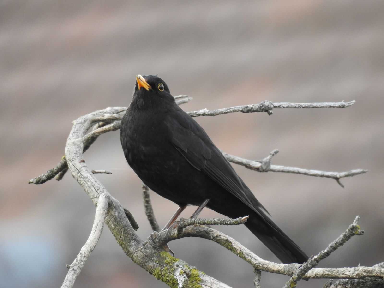 Nikon Coolpix P900 sample photo. Blackbird, nature, songbird photography