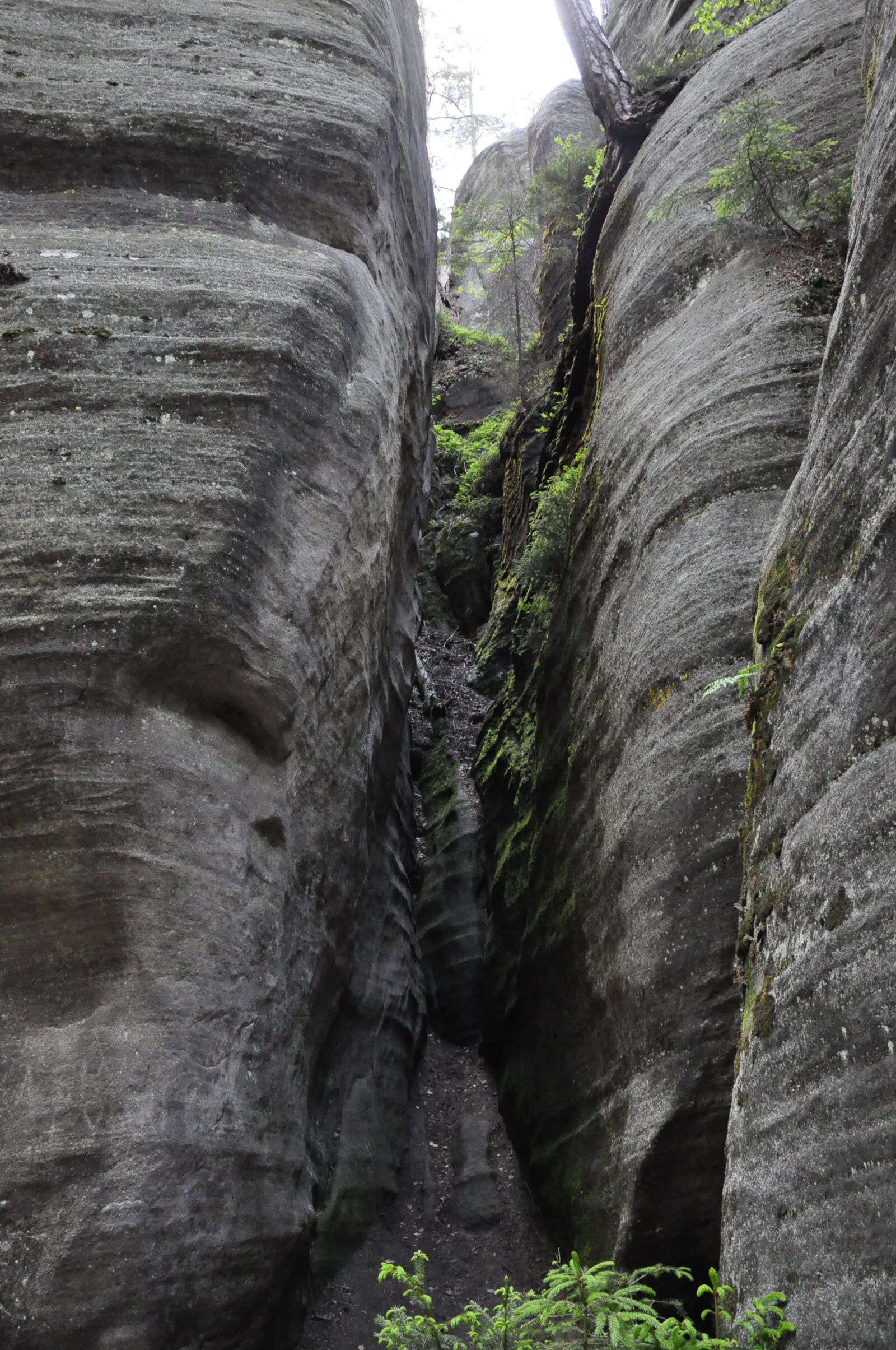 Nikon D5000 sample photo. Ardspach, mountains, czech republic photography