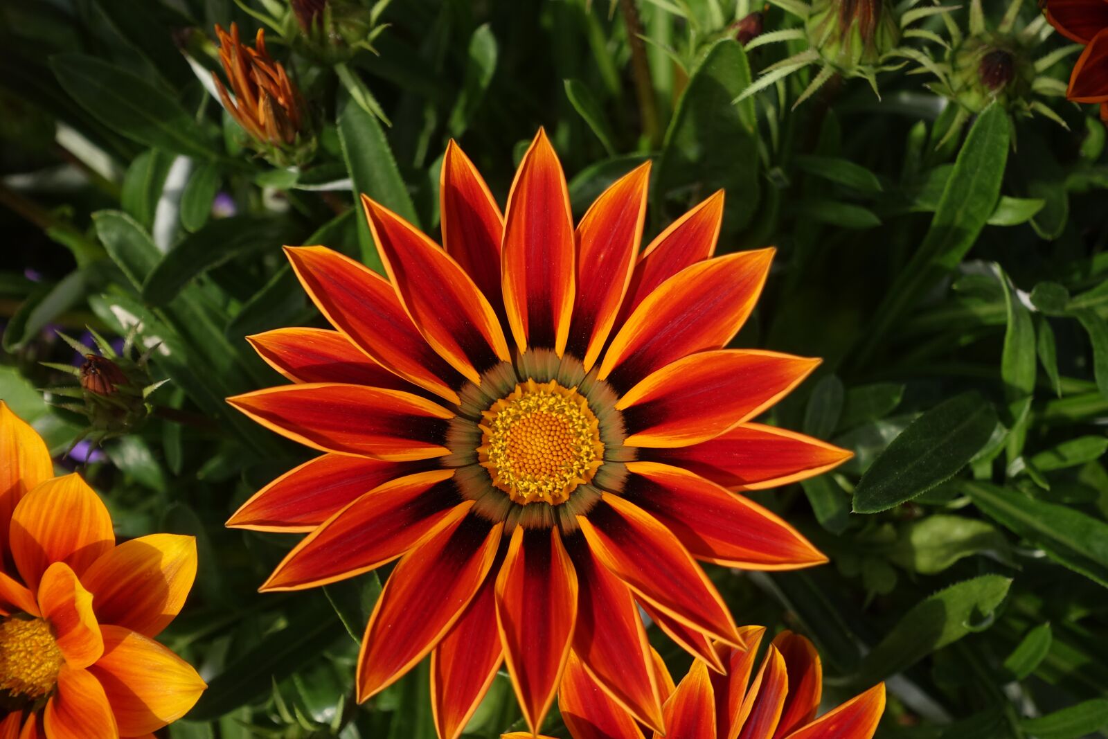 Sony Cyber-shot DSC-RX100 III sample photo. Flower, plant, garden photography