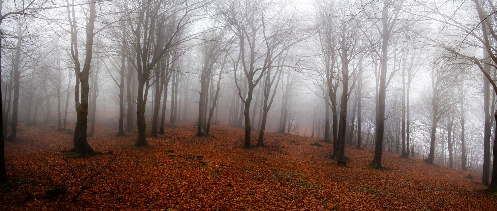 KONICA MINOLTA DiMAGE G600 sample photo. Landscape, forest, autumn photography