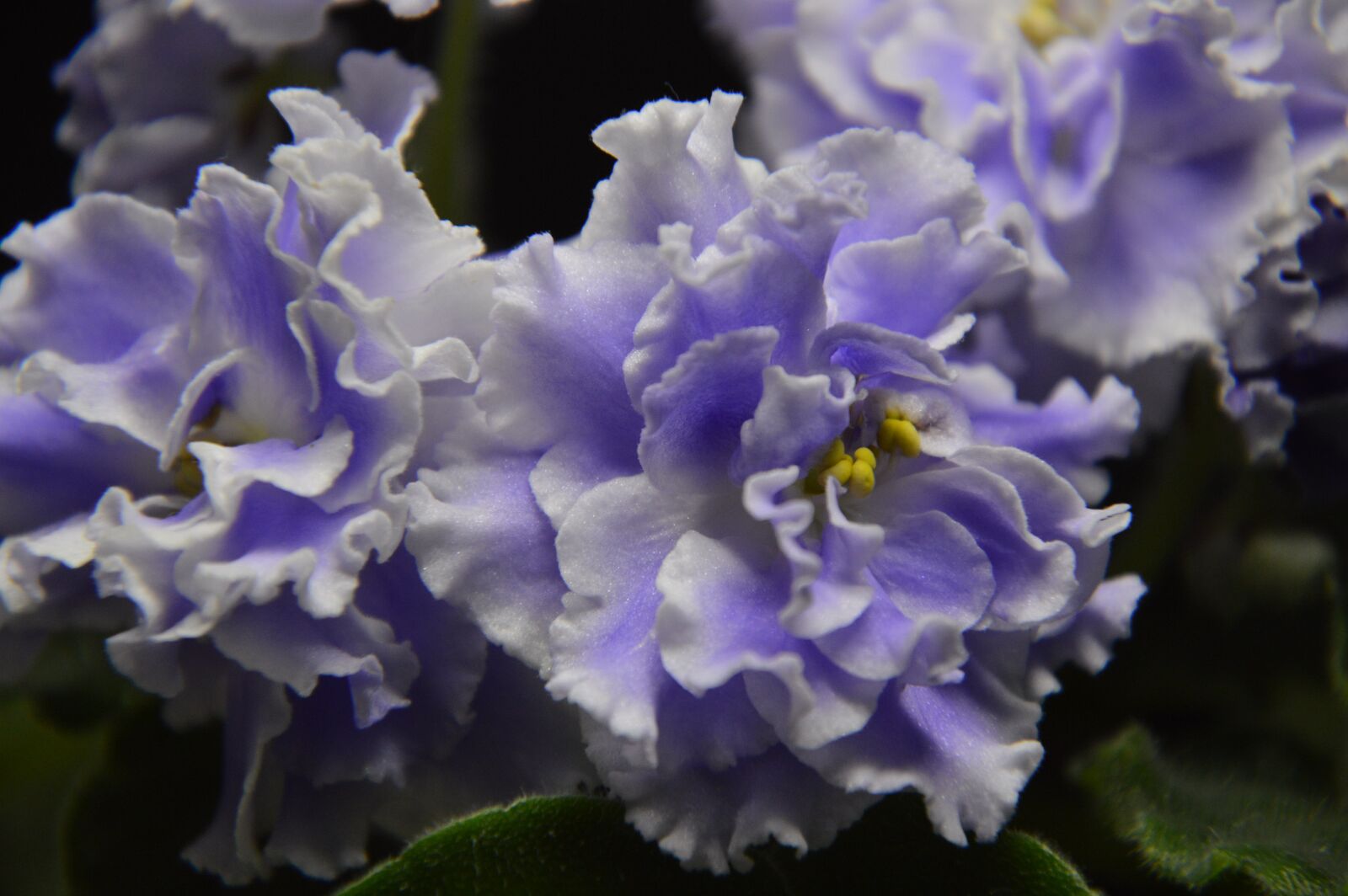 Nikon D3200 sample photo. African violet, flower, plant photography