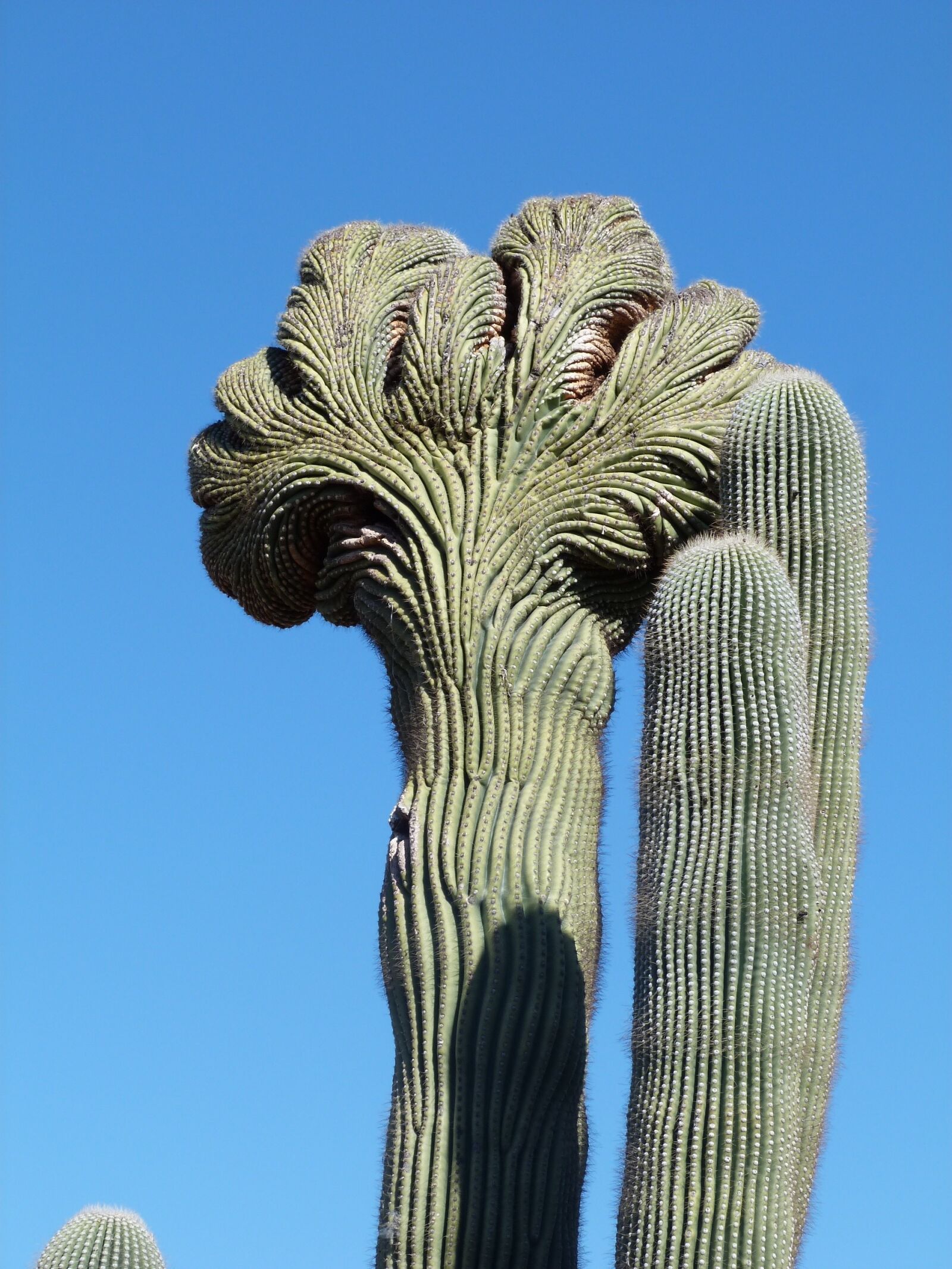 Panasonic Lumix DMC-FZ40 (Lumix DMC-FZ45) sample photo. Cactus, nature, arizona photography