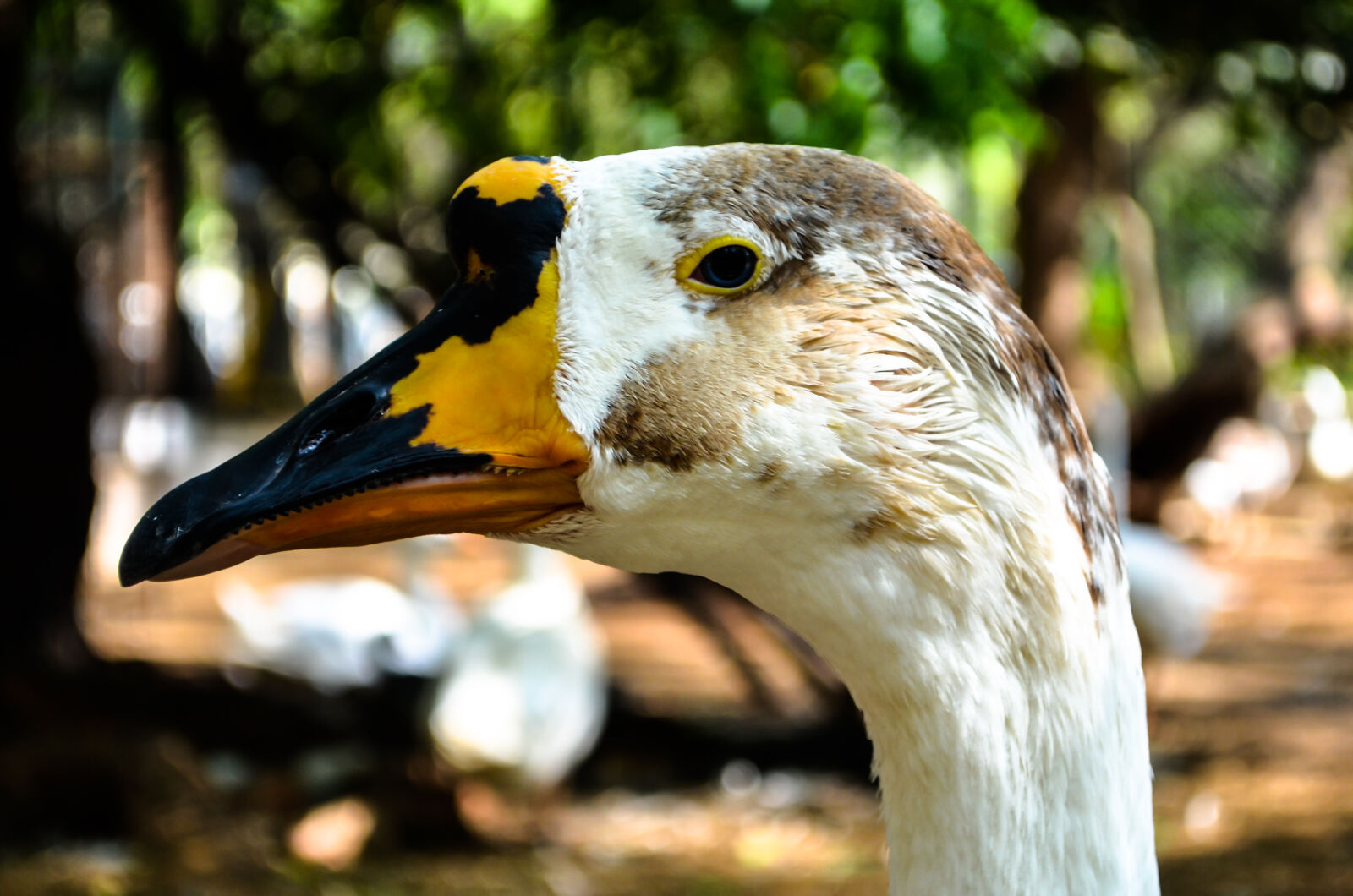 Nikon D5100 sample photo. Duck photography
