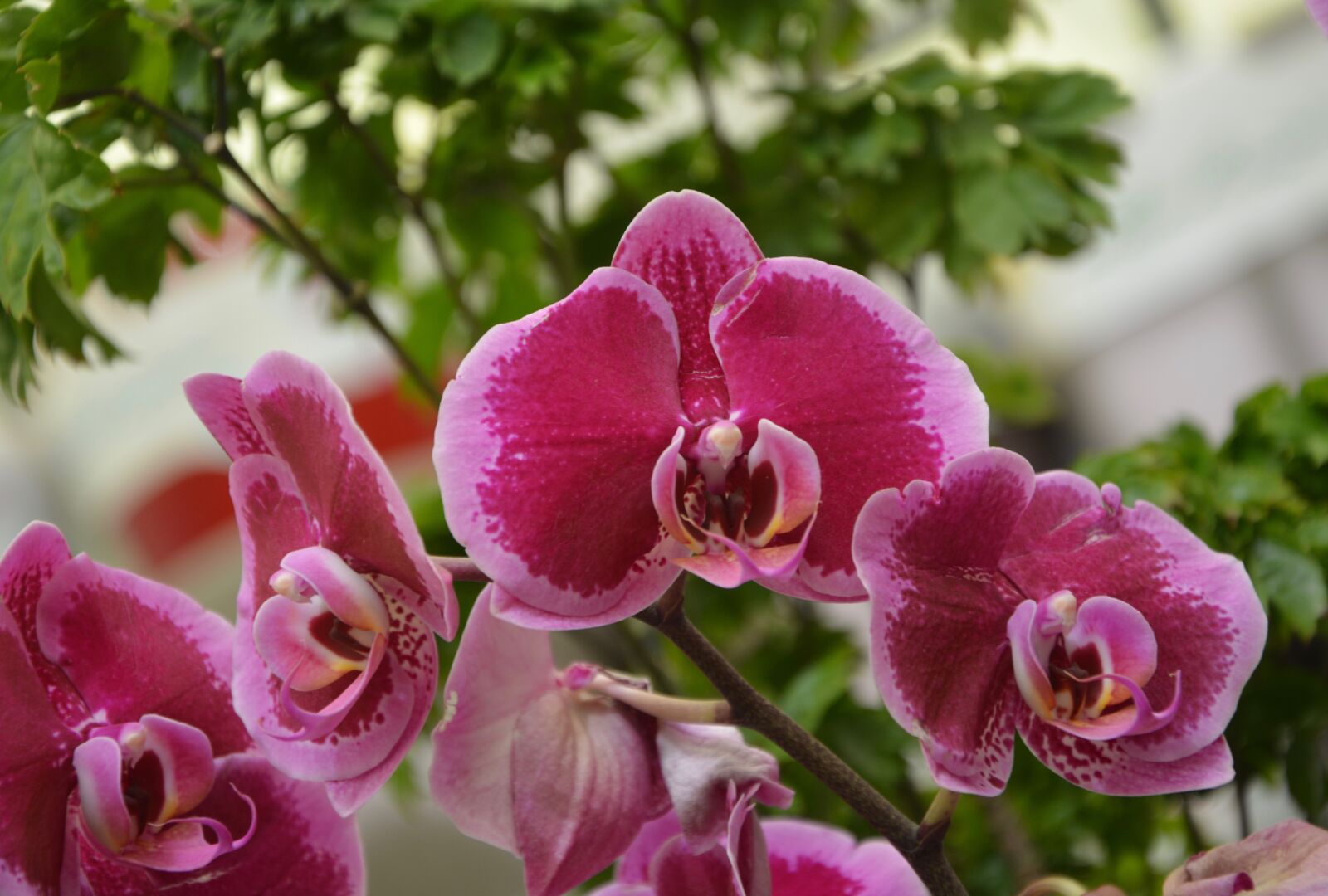 Nikon D5200 sample photo. Flowers orchids, orchids red photography
