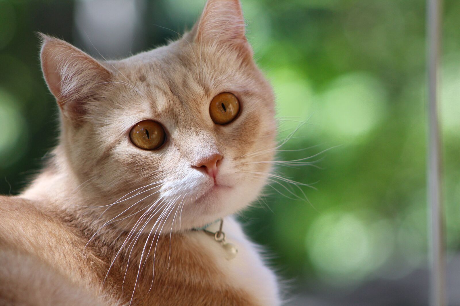 Canon EF75-300mm f/4-5.6 sample photo. Animals, cute, cat photography